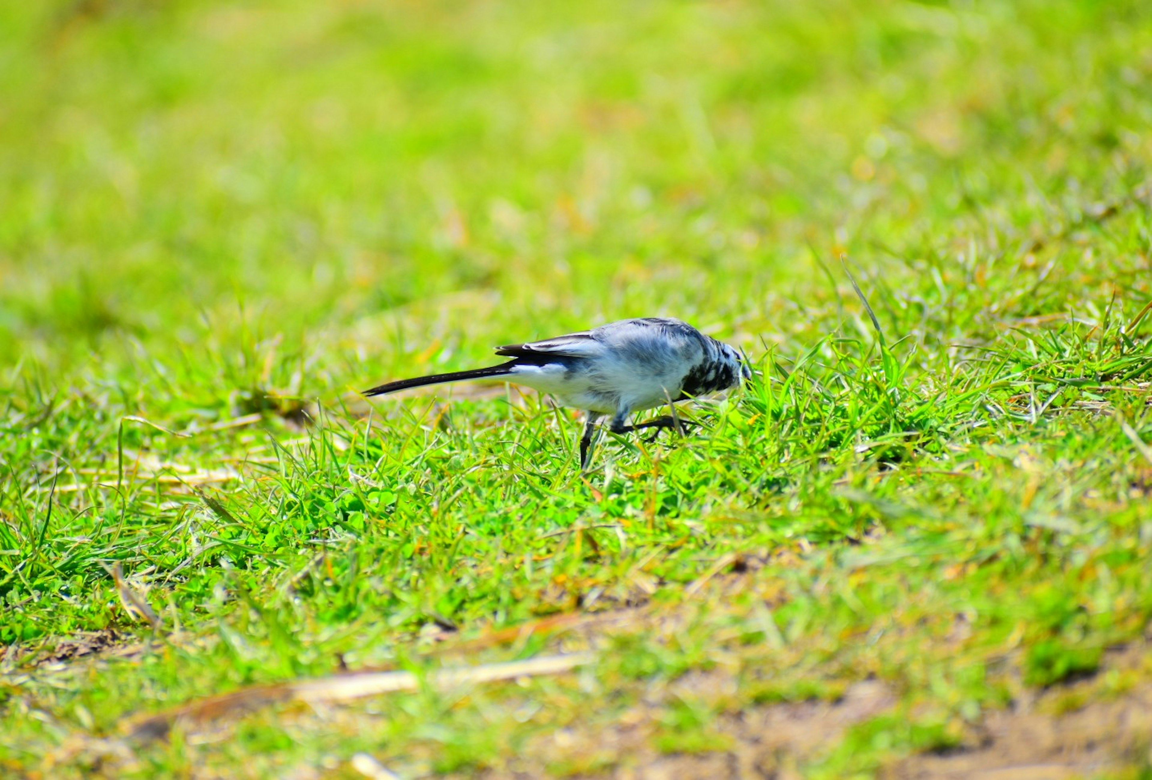 Pequeño pájaro azul buscando comida en la hierba