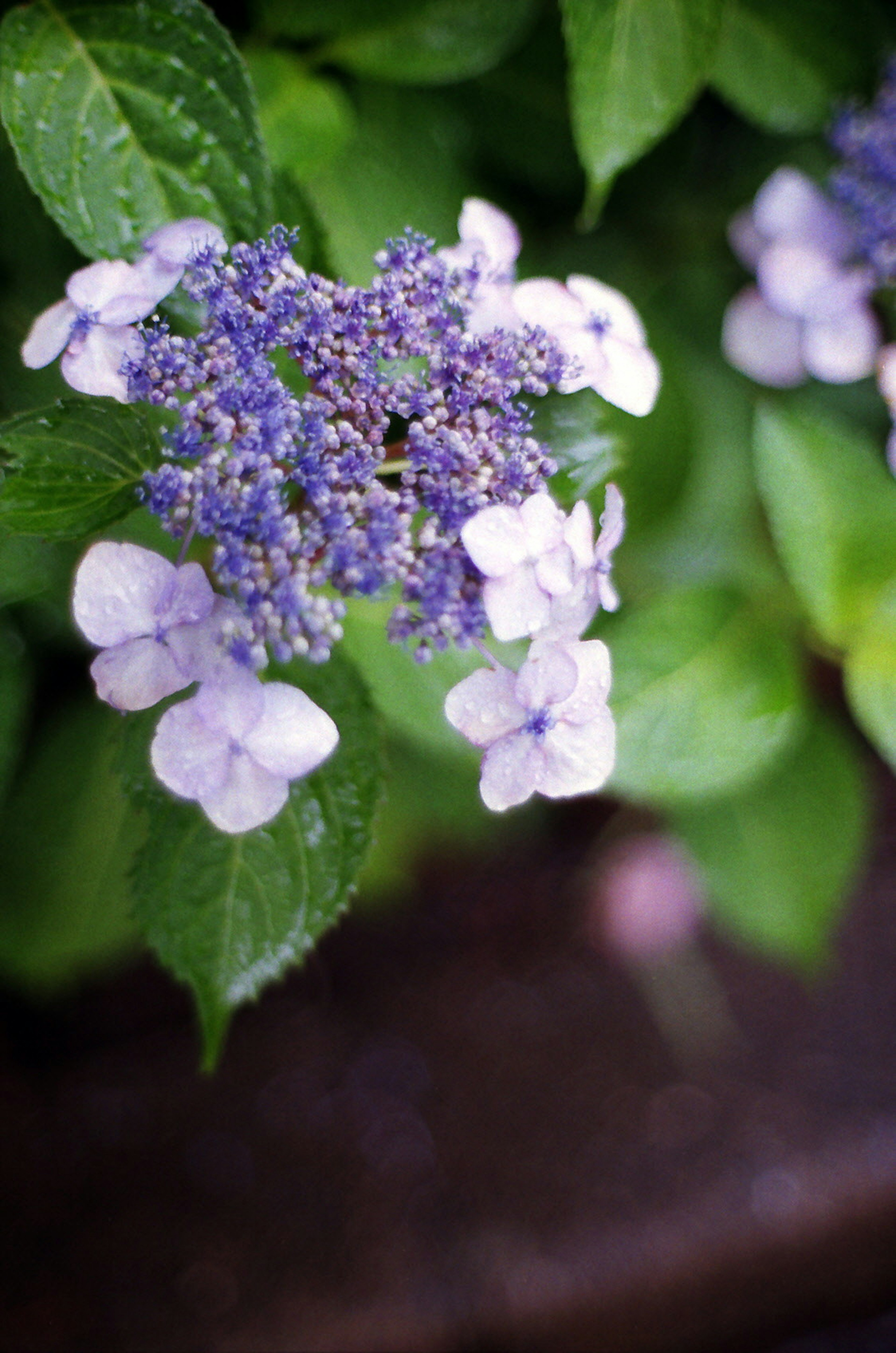 Primo piano di un fiore di ortensia con petali viola e bianchi