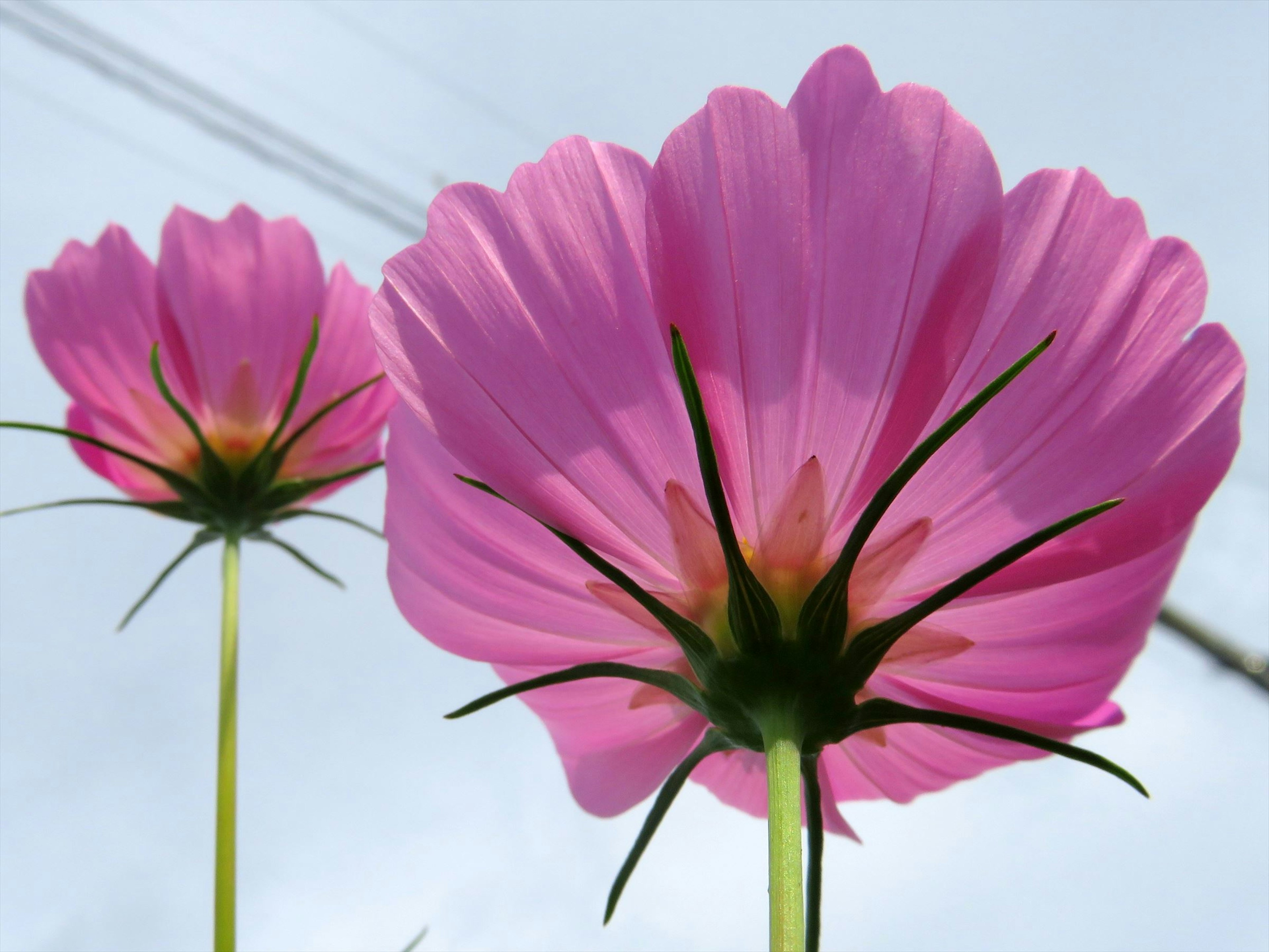 Two large pink flowers against a blue sky background