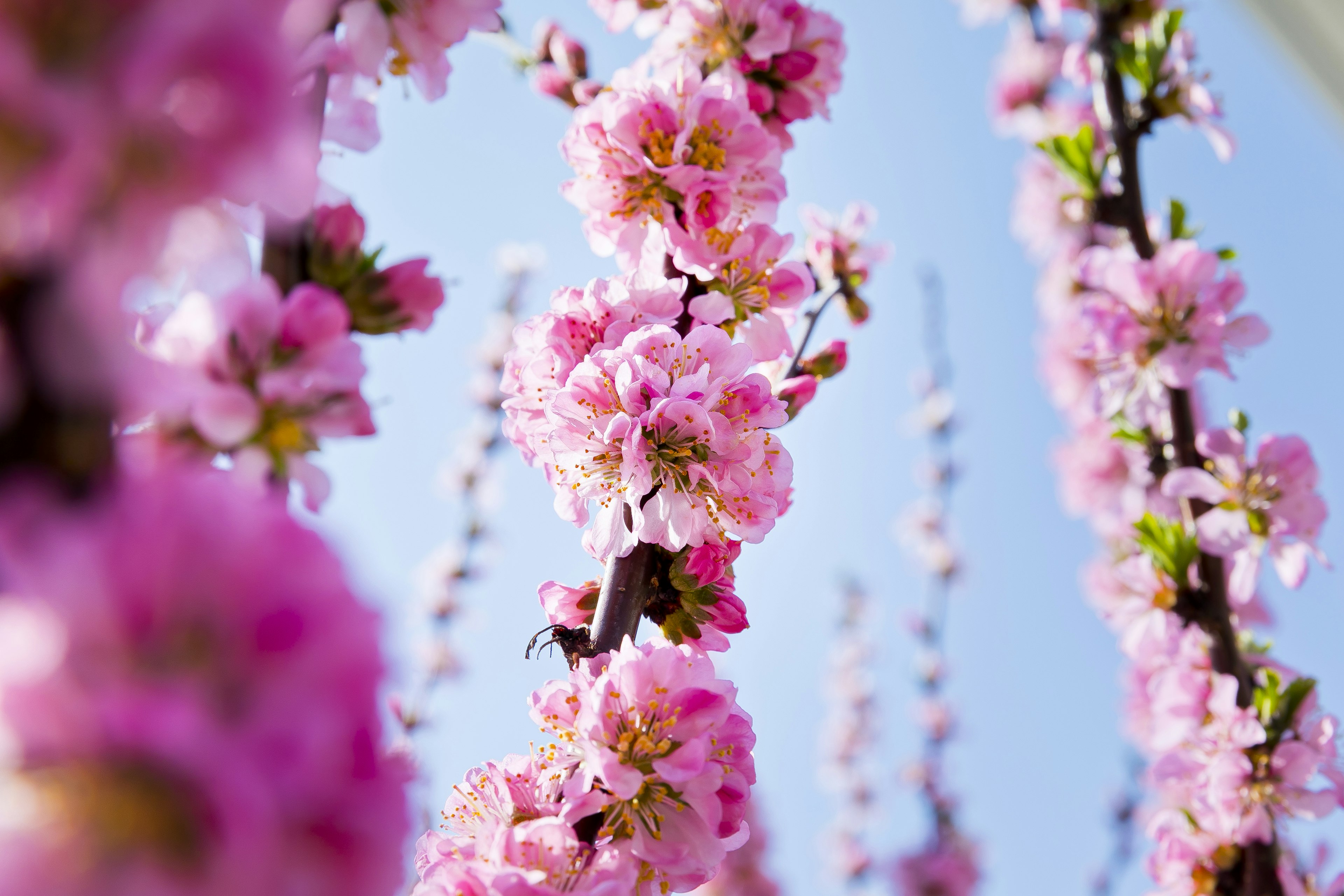 Close-up of pink flowers blooming under a blue sky