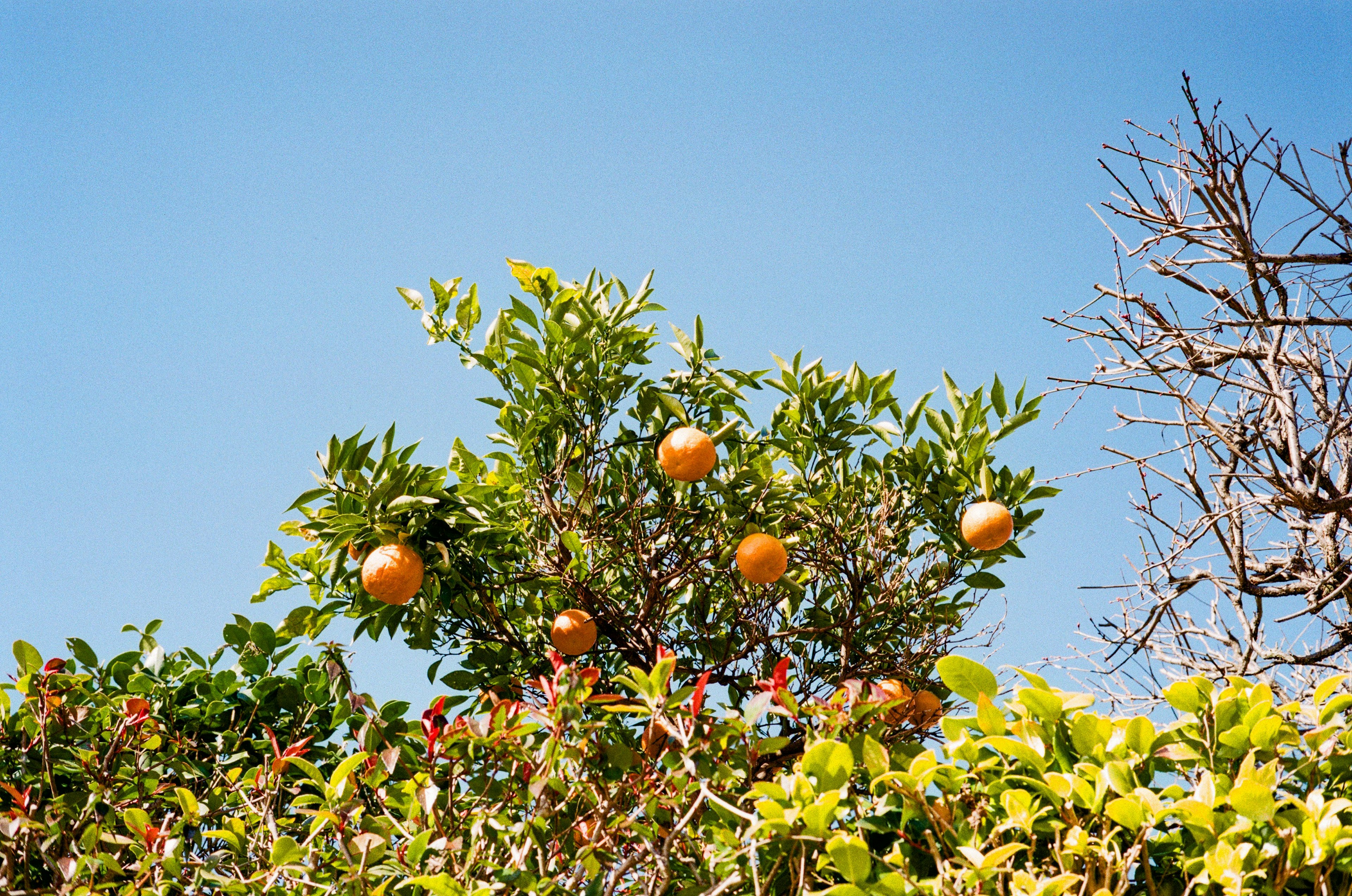 A tree with orange fruits under a blue sky surrounded by green foliage