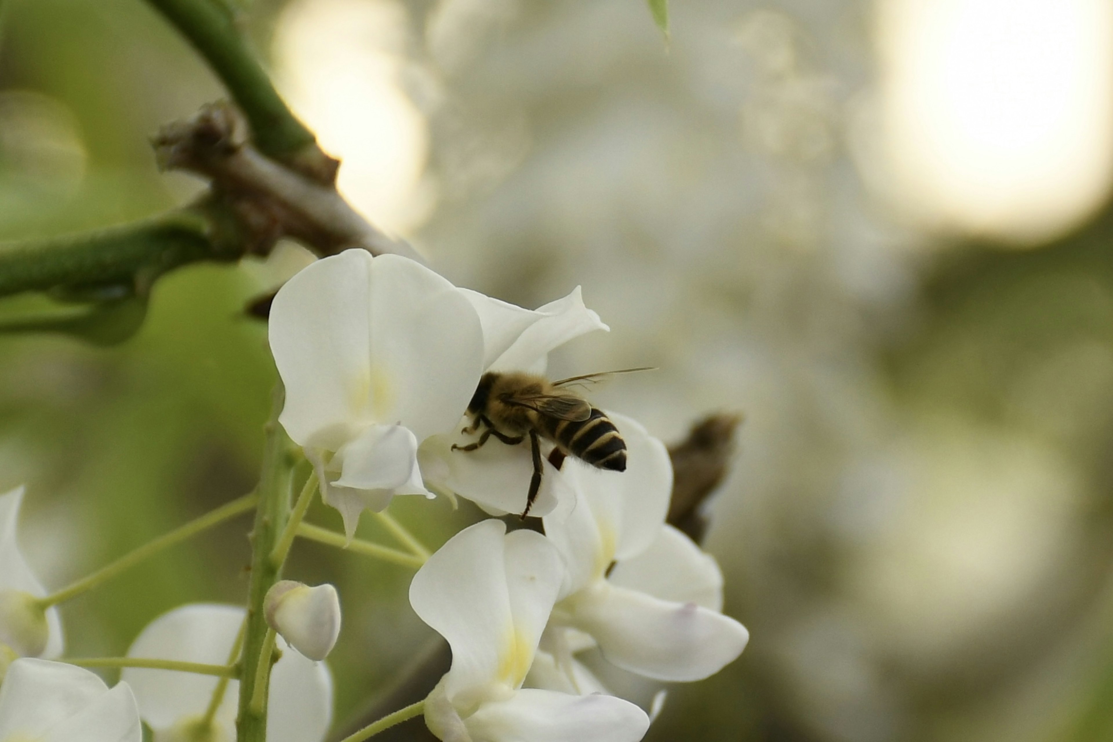 Nahaufnahme einer Biene auf weißen Blumen