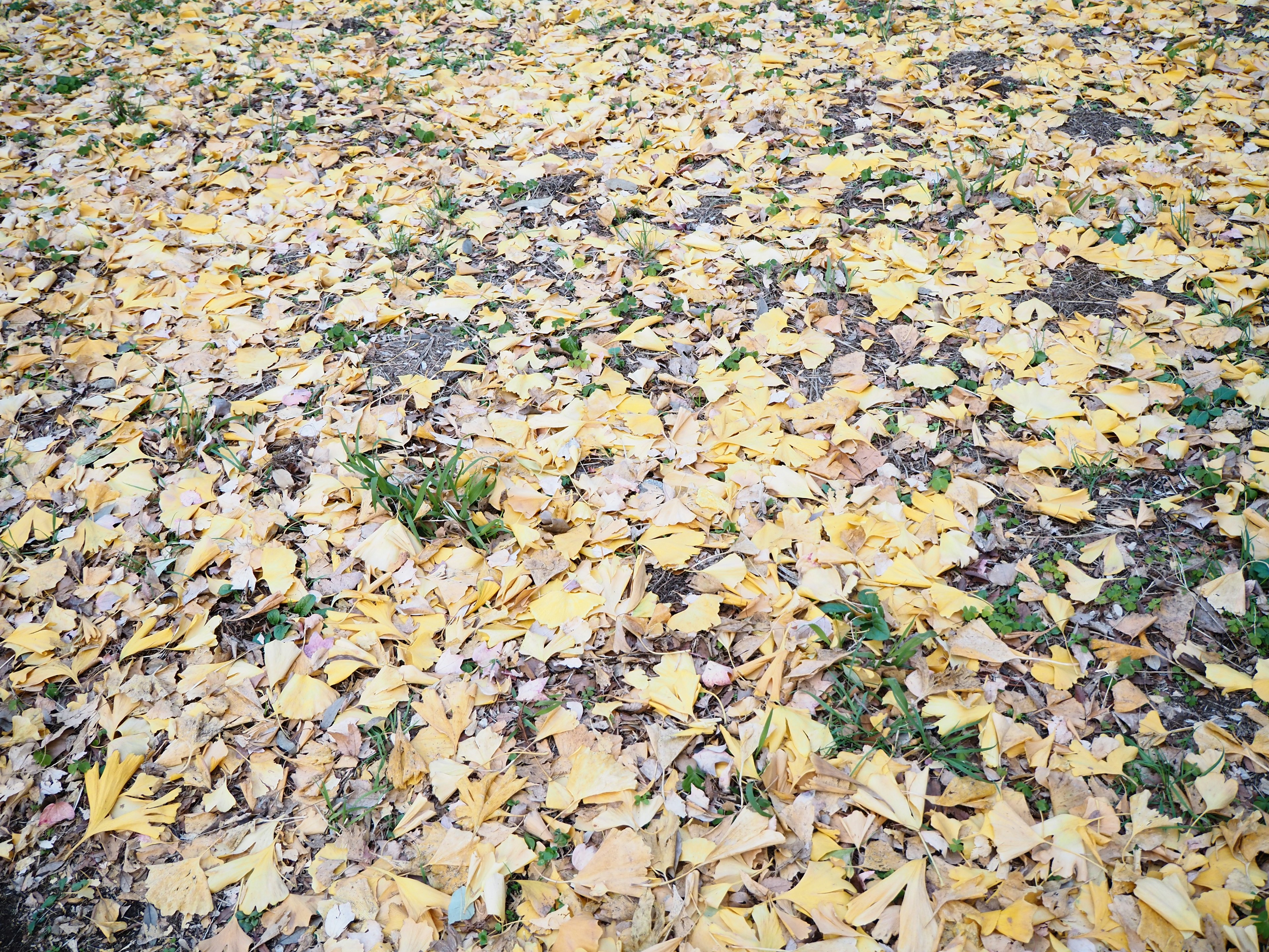 Feuilles jaunes tombées éparpillées sur le sol avec des touffes d'herbe verte