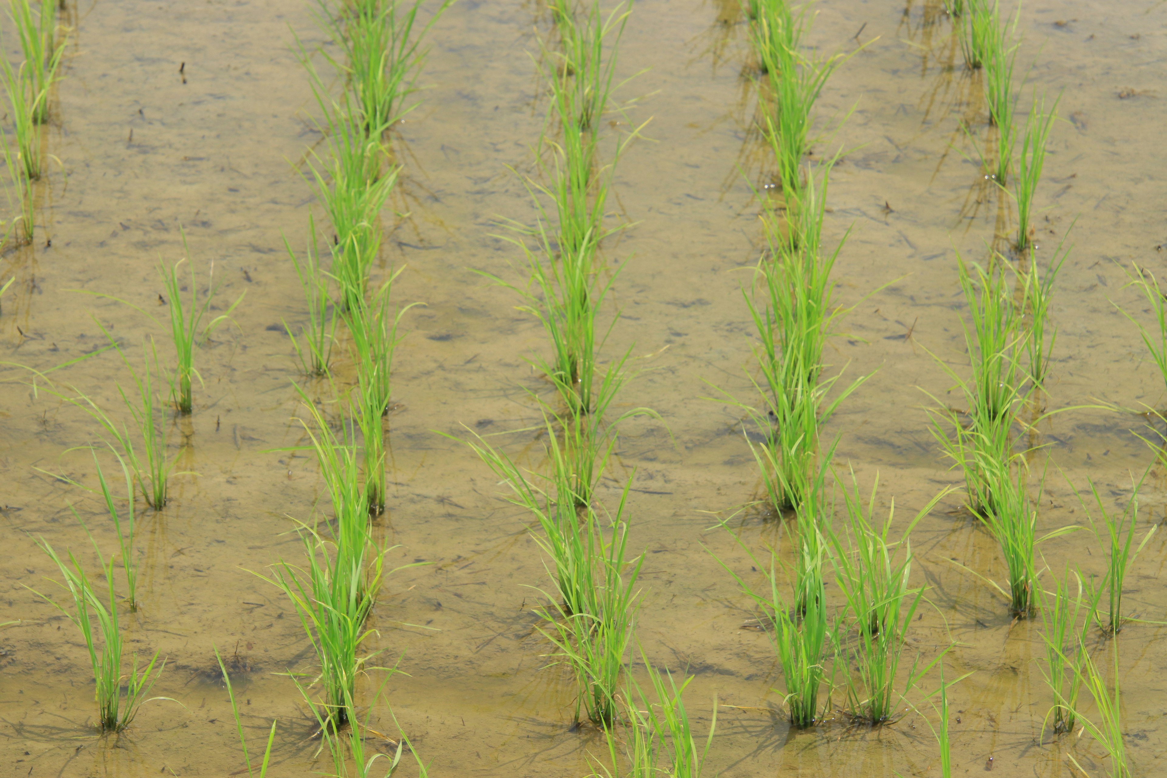 Filas de plantas de arroz verdes en un campo inundado