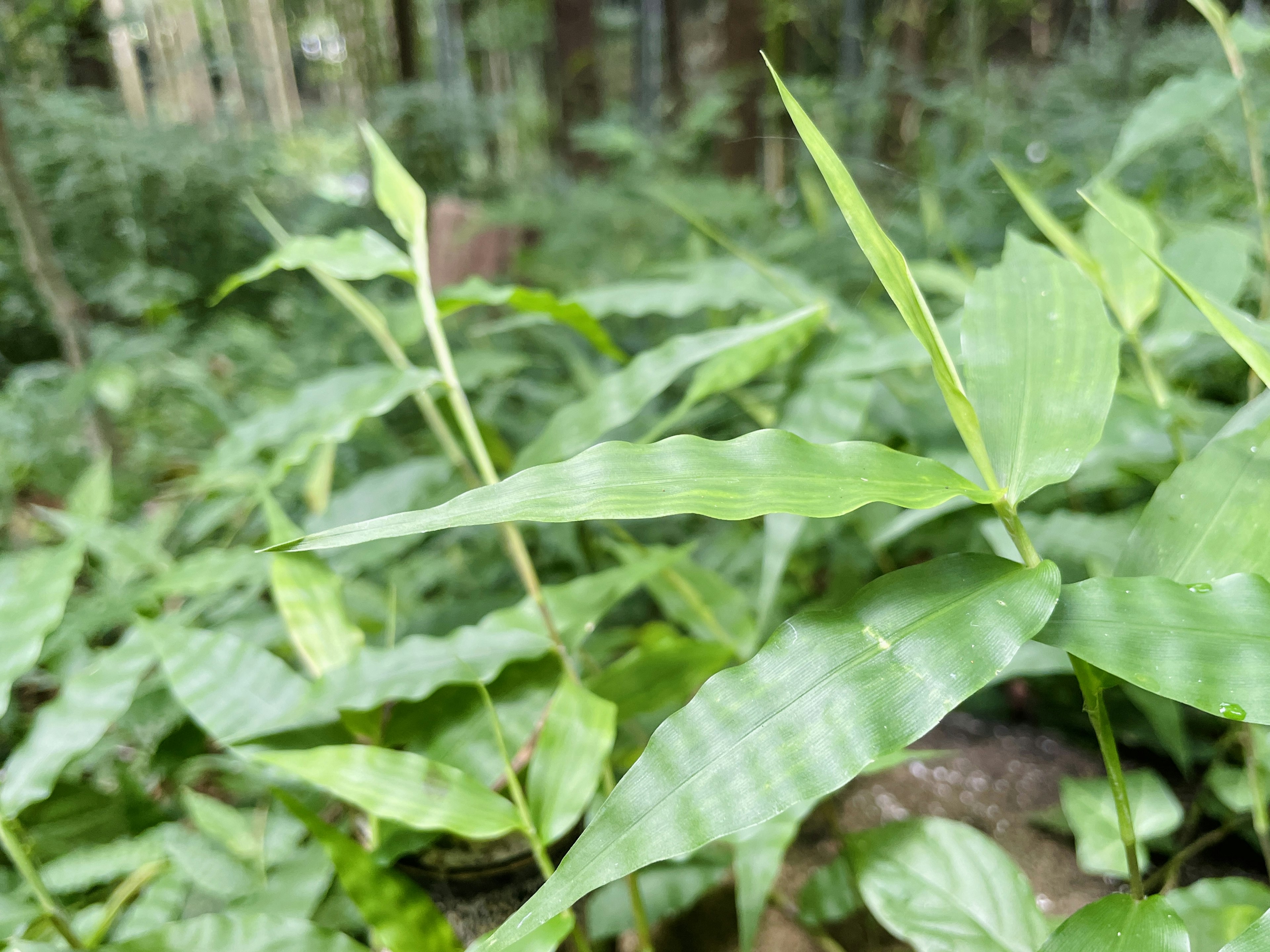 Gros plan de feuilles vertes luxuriantes dans une forêt avec une forme allongée et une texture ondulée