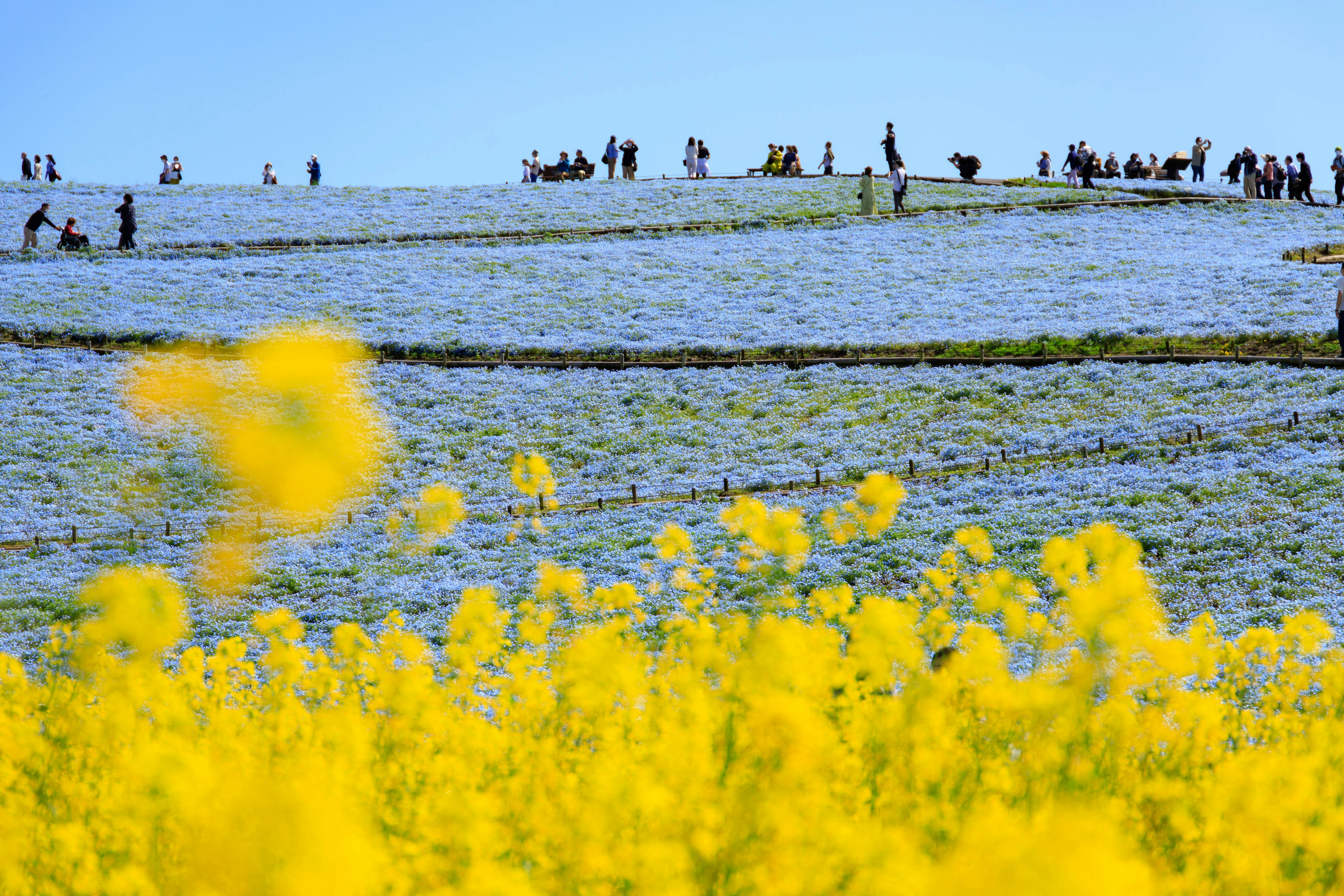 Un paesaggio vibrante con fiori gialli e persone che si radunano su una collina