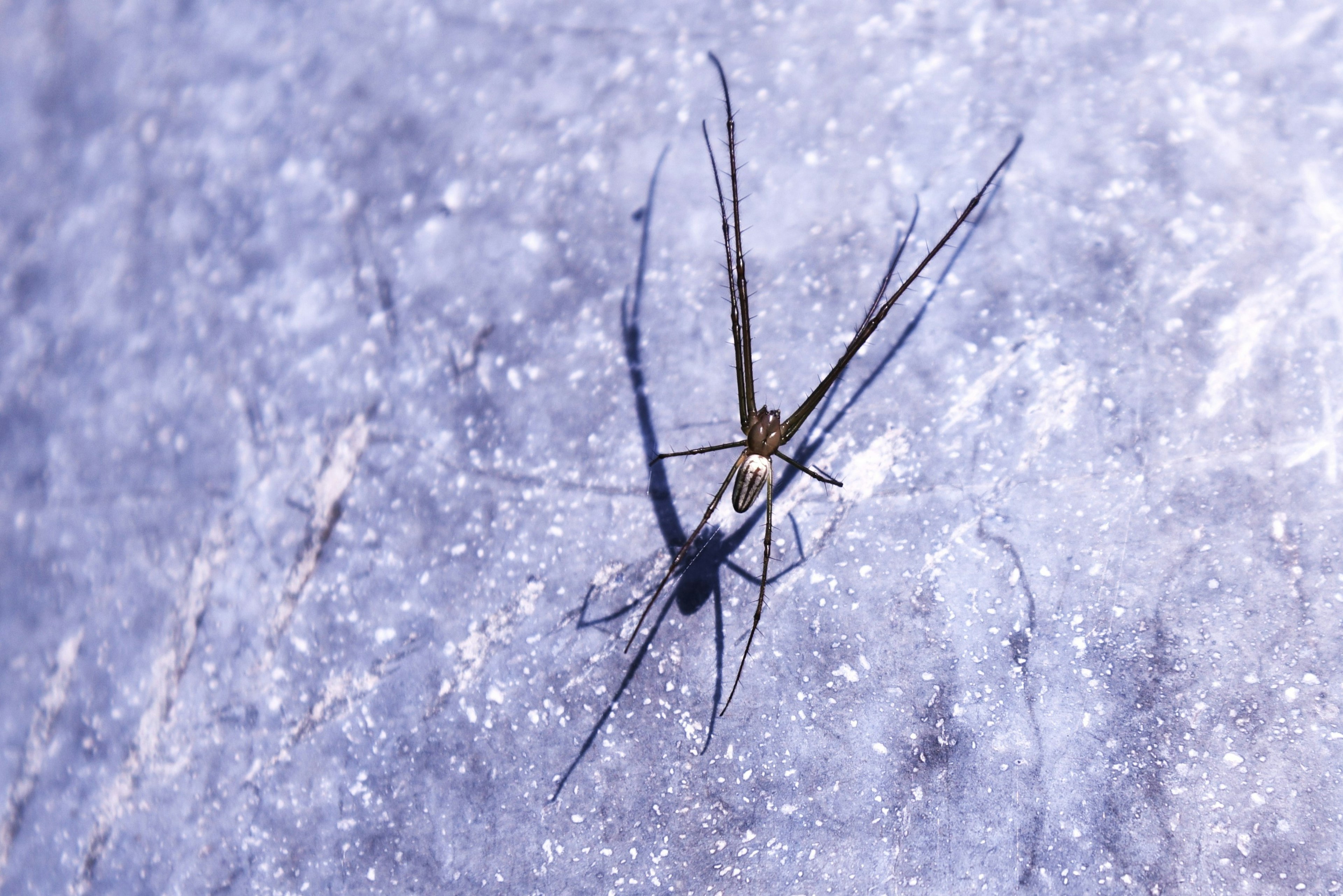 Eine langbeinige Spinne wirft einen Schatten auf eine blaue Oberfläche