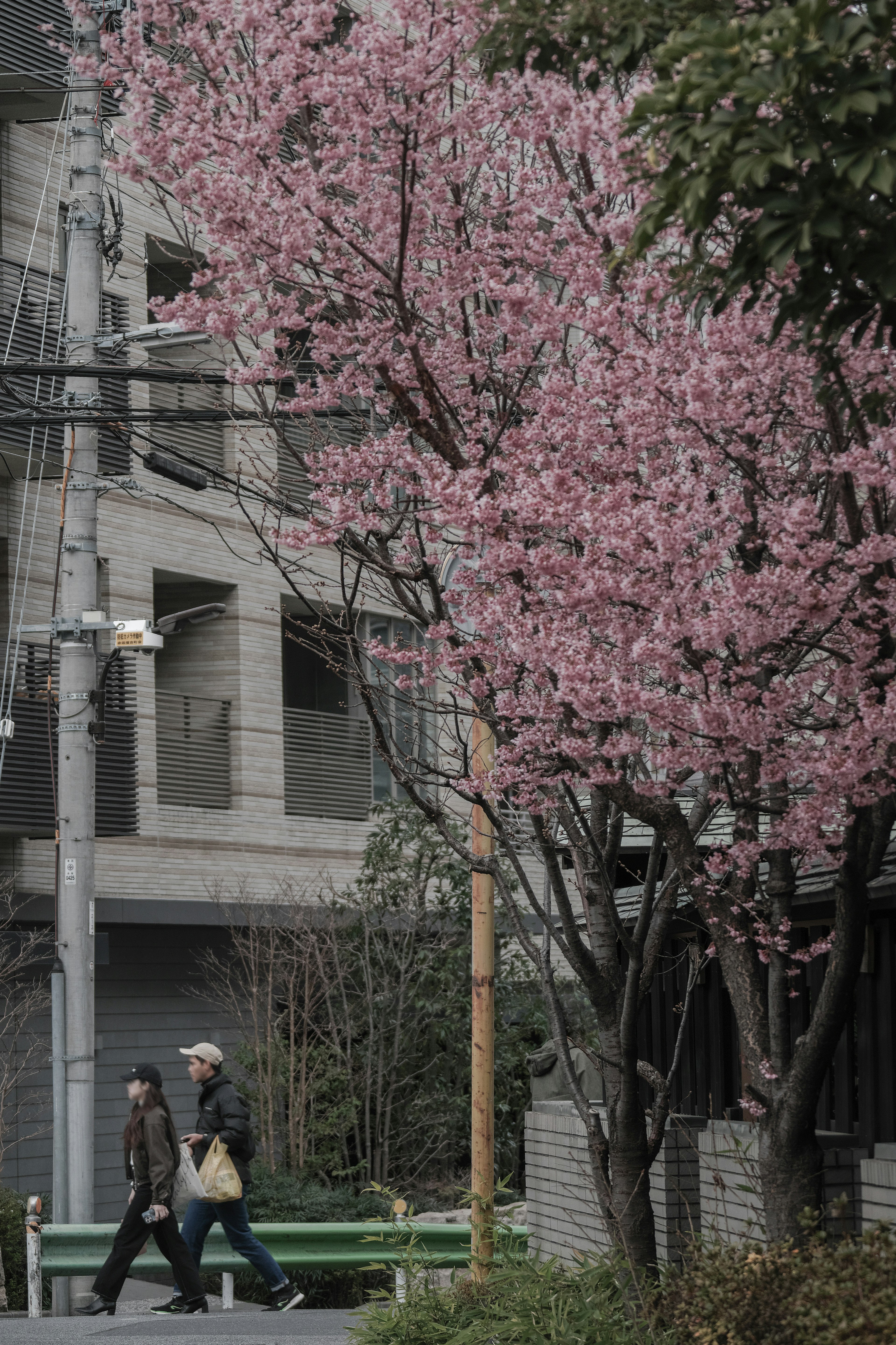 People walking near a cherry blossom tree in a city