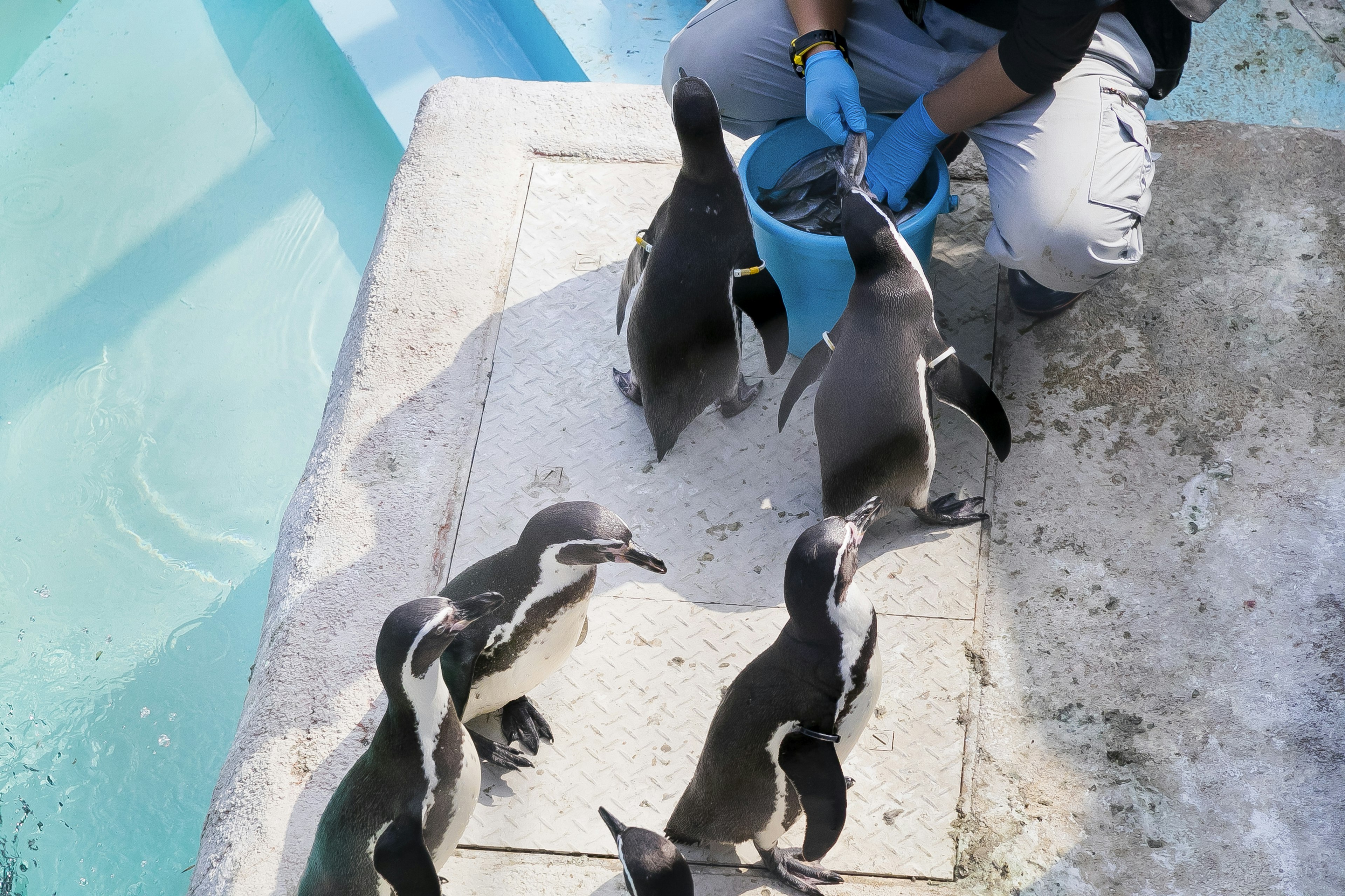 Persona alimentando pingüinos con un cubo azul