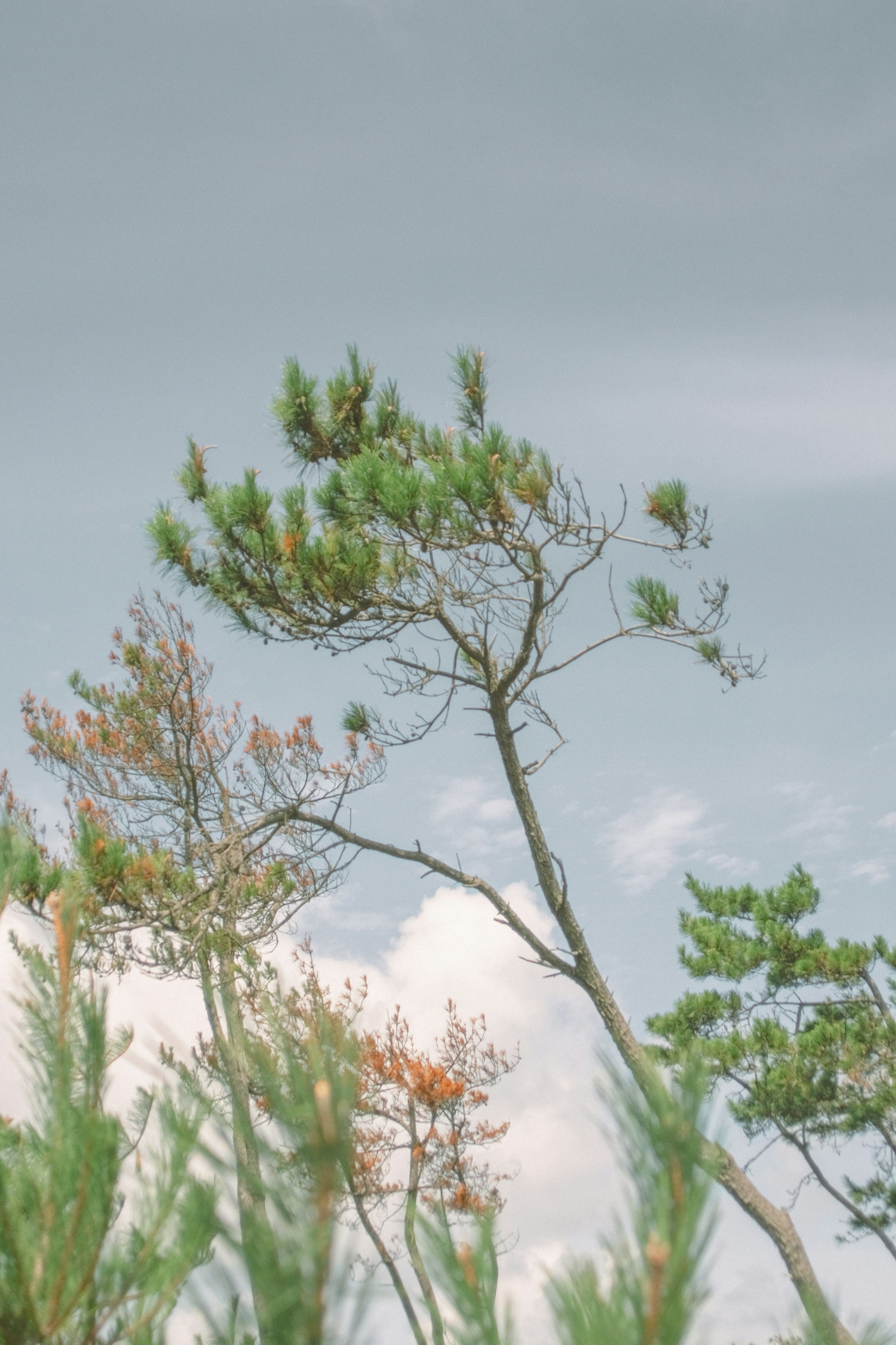 Trees swaying in the wind under a blue sky