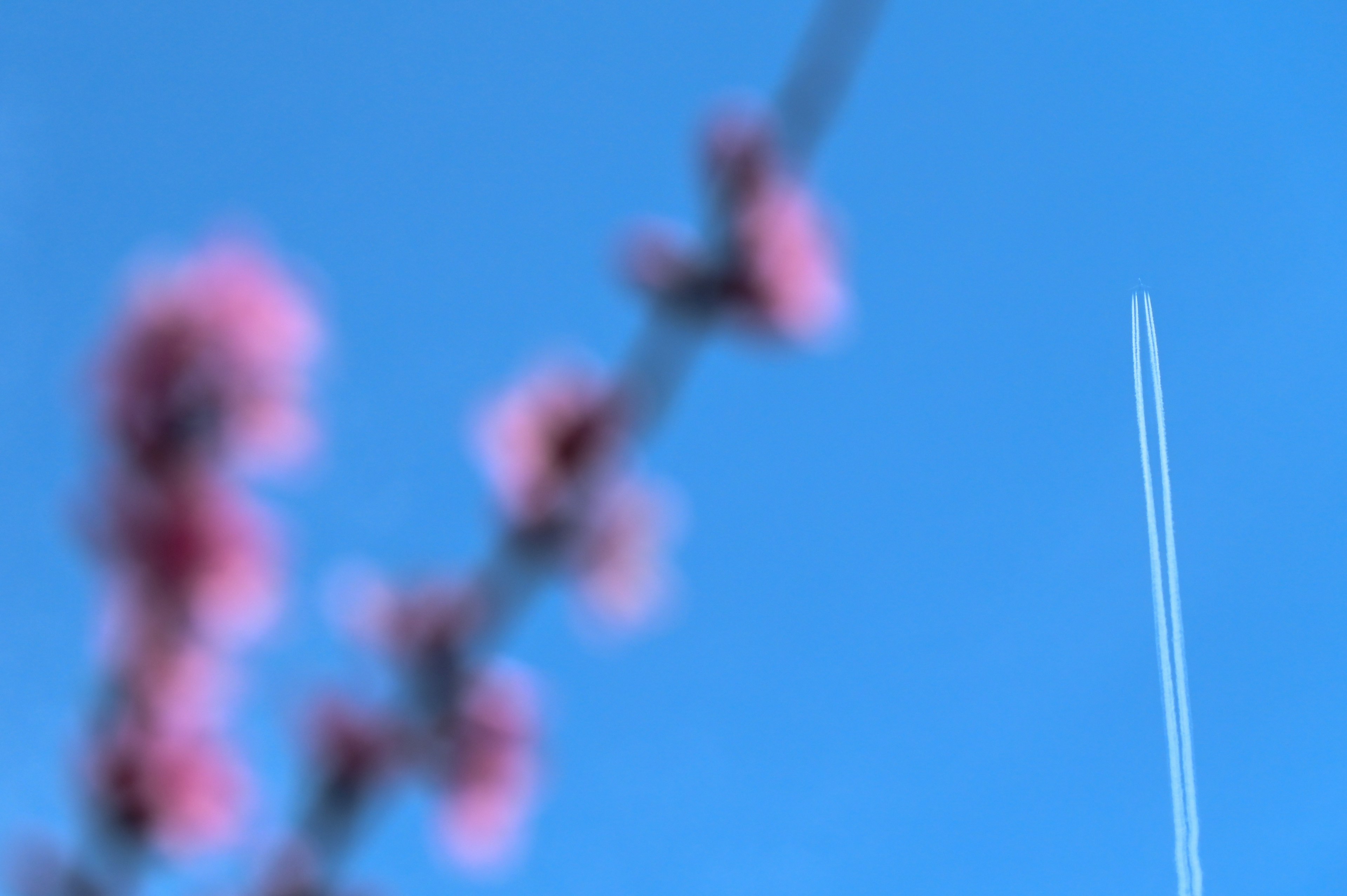 Contrail in the blue sky with pink flowers in the foreground