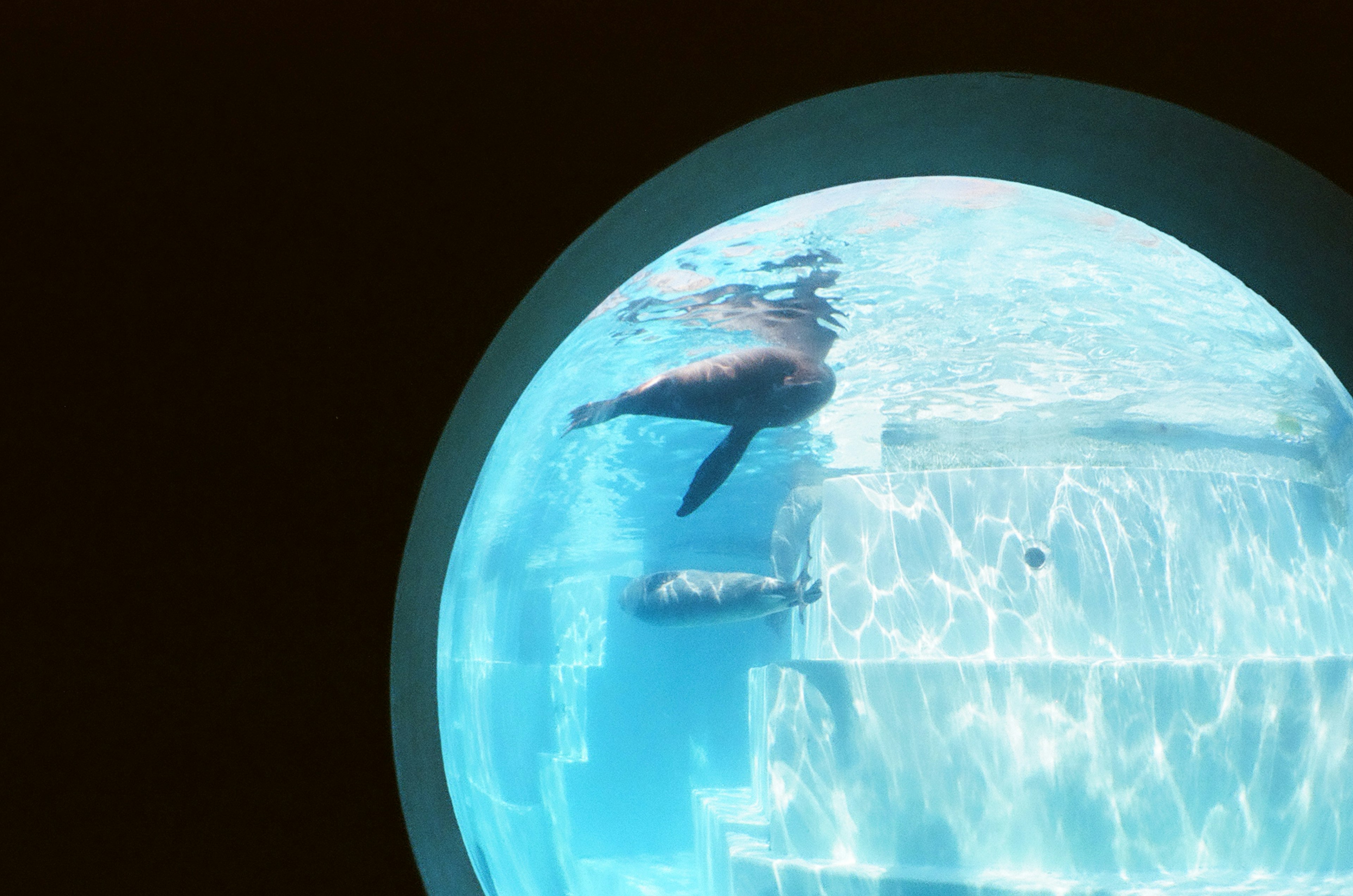 Image of seals swimming captured through a circular window featuring clear water and stairs