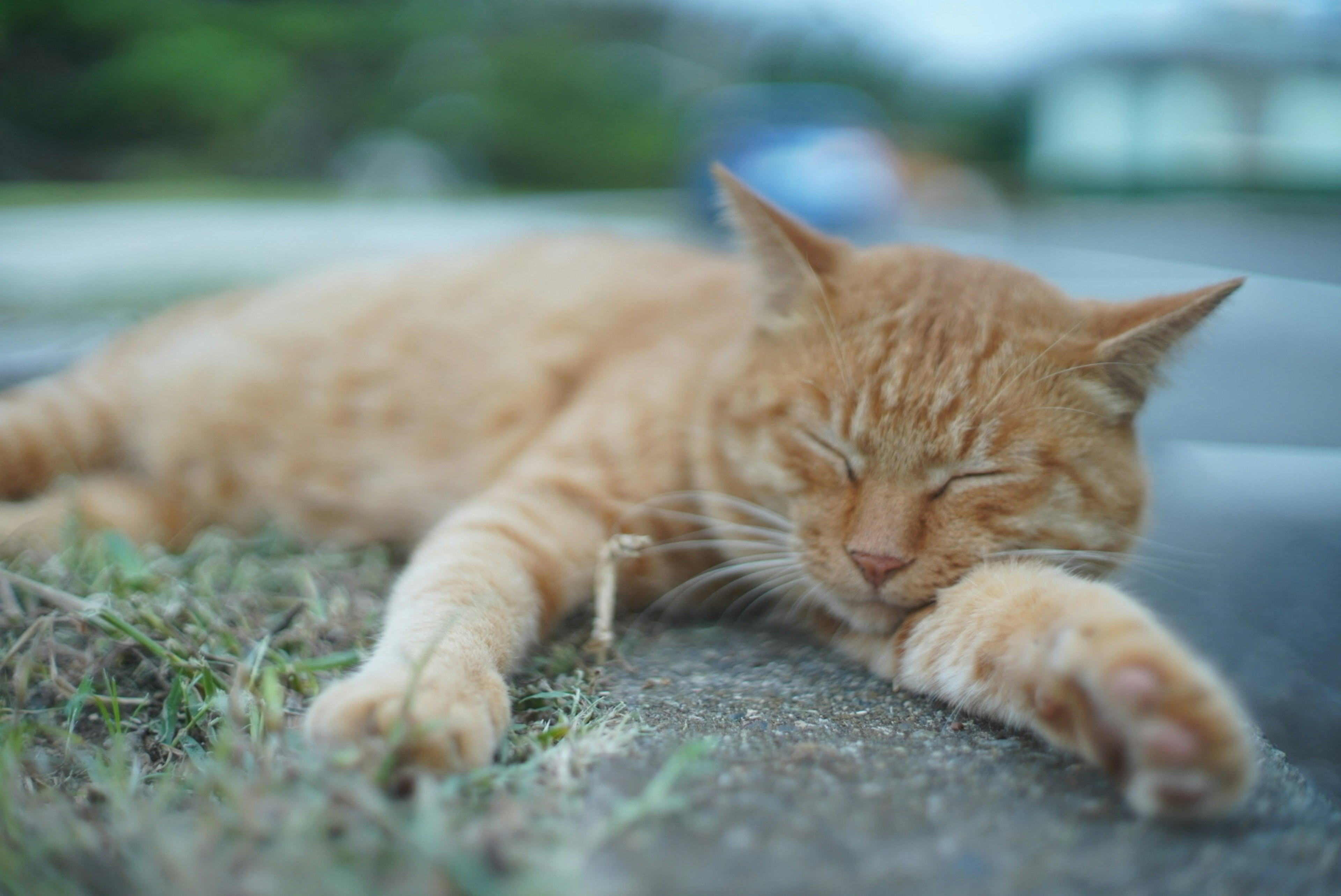 オレンジ色の猫が道路の脇で寝ているシーン