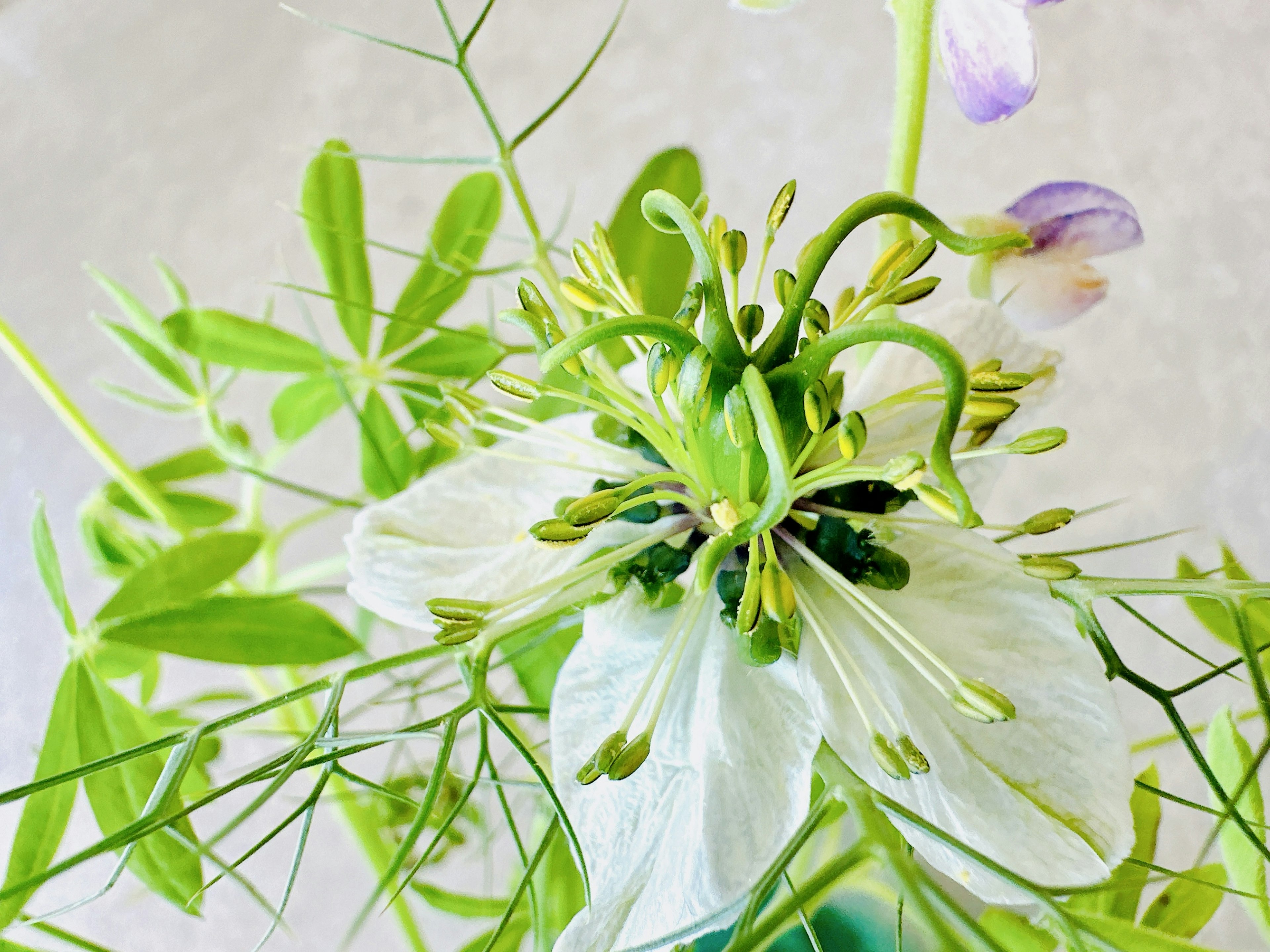 繊細な白い花と緑の葉が特徴の植物のクローズアップ