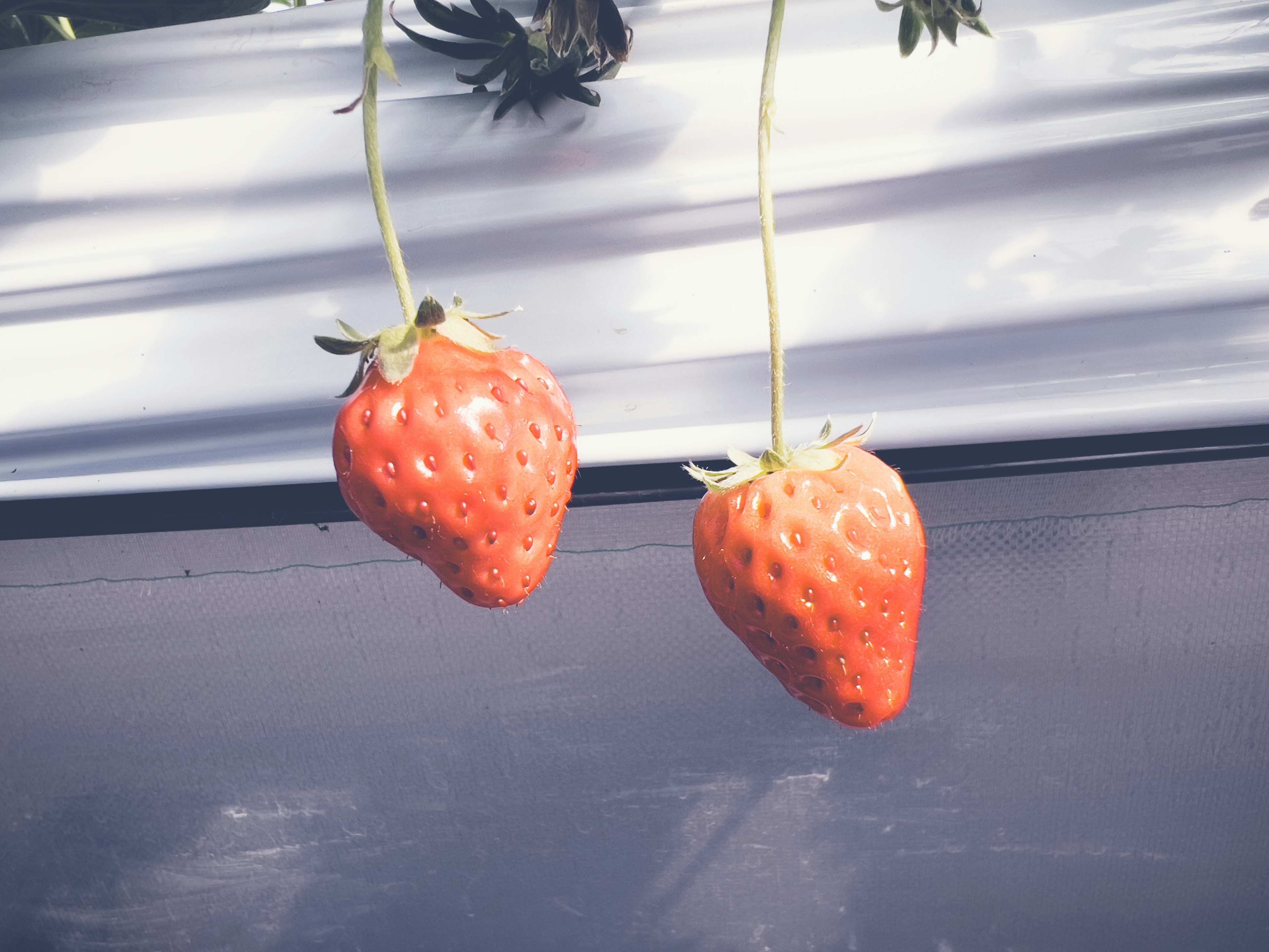 Zwei frische Erdbeeren hängen