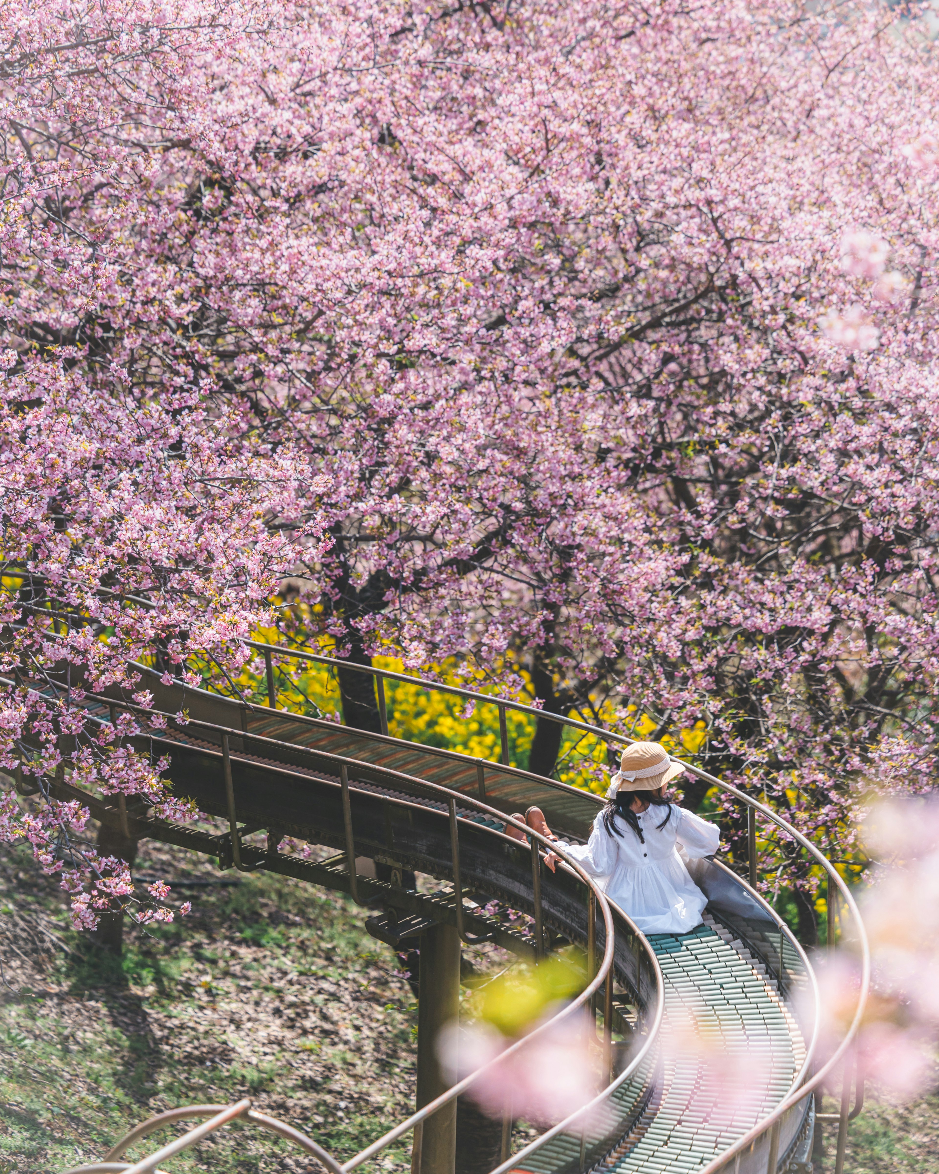 春の桜の木の下でリラックスしている人