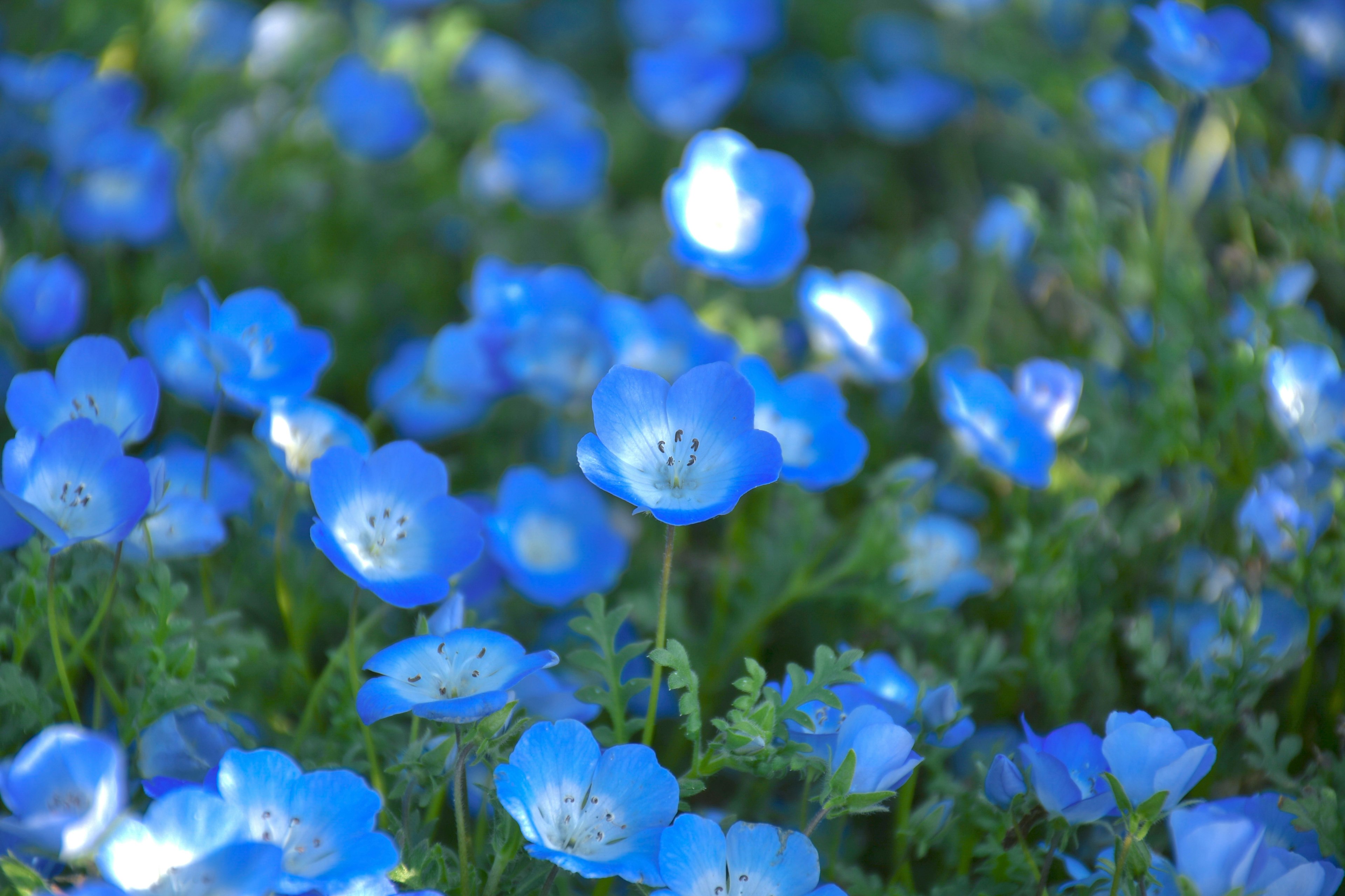 Sekelompok bunga biru dikelilingi daun hijau dengan nemophila yang halus