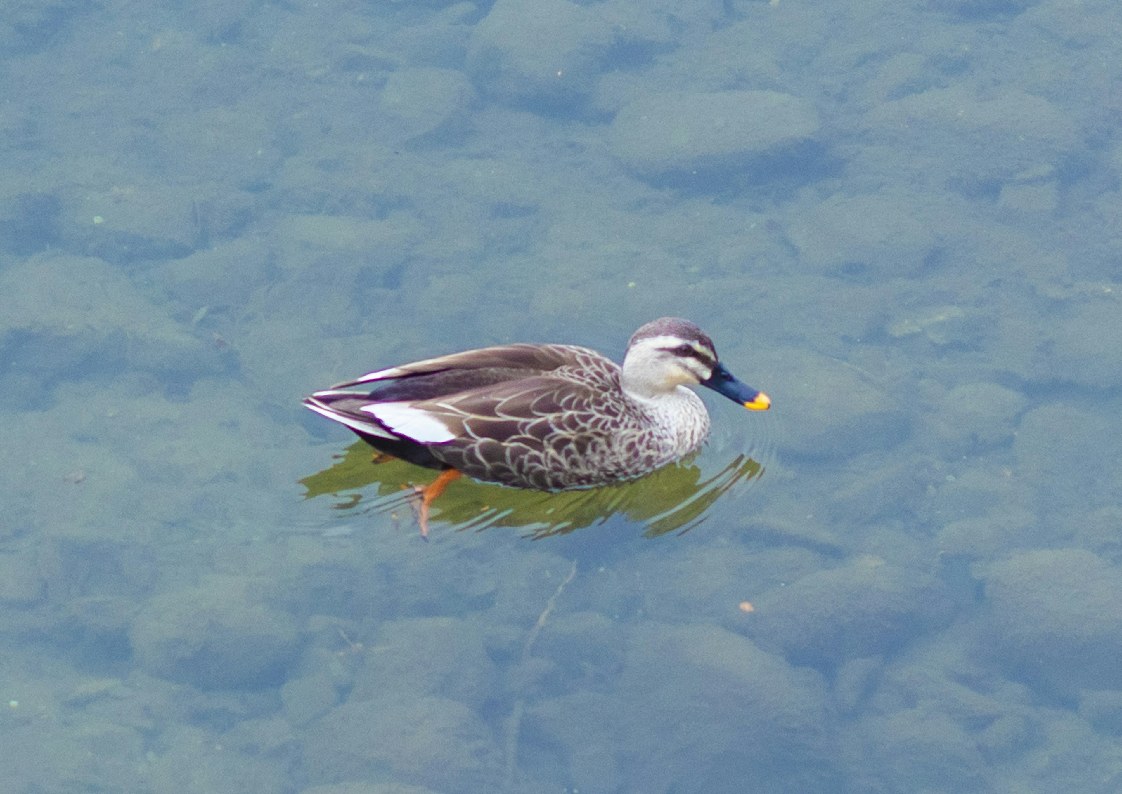 Un pato flotando en la superficie del agua con plumas grises y patas naranjas