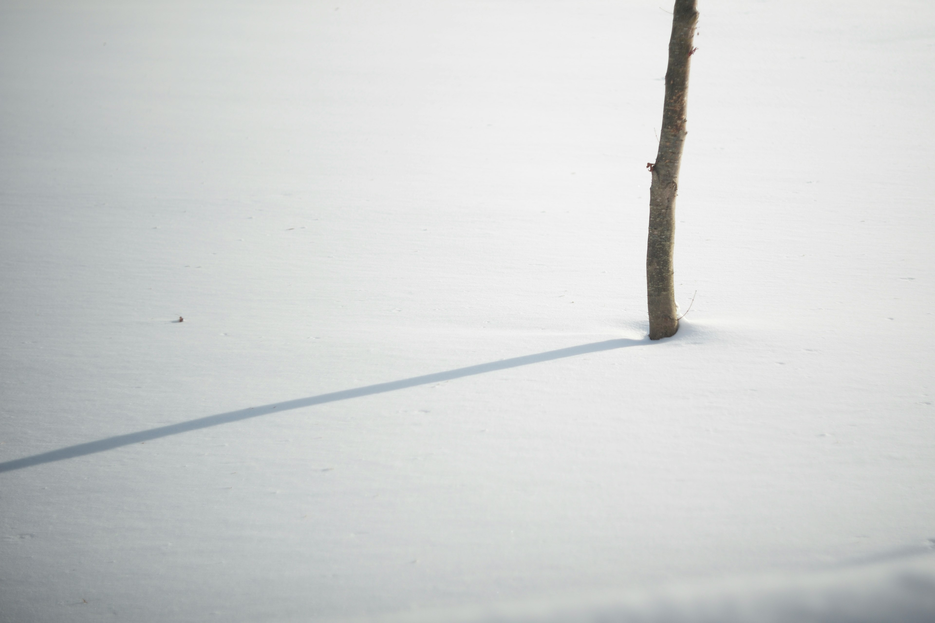 雪の中に立つ木とその影