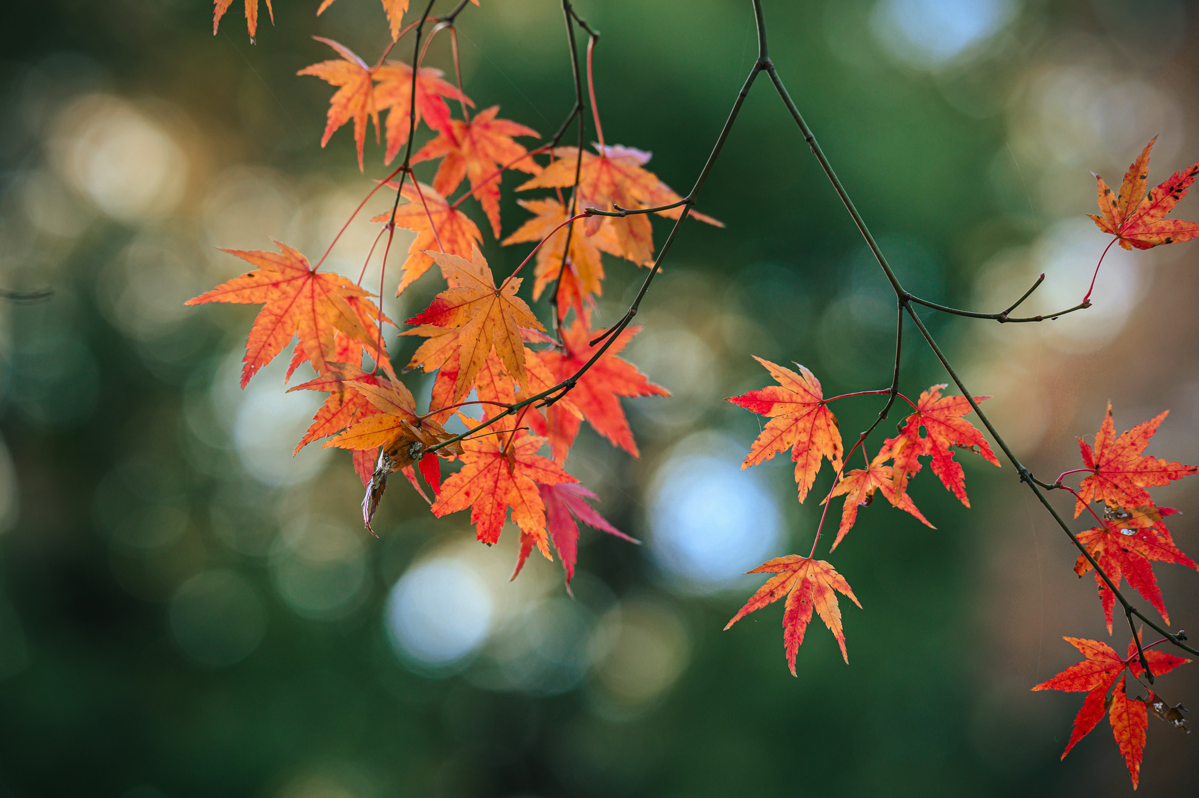 赤やオレンジの紅葉が青い背景に映える美しい風景