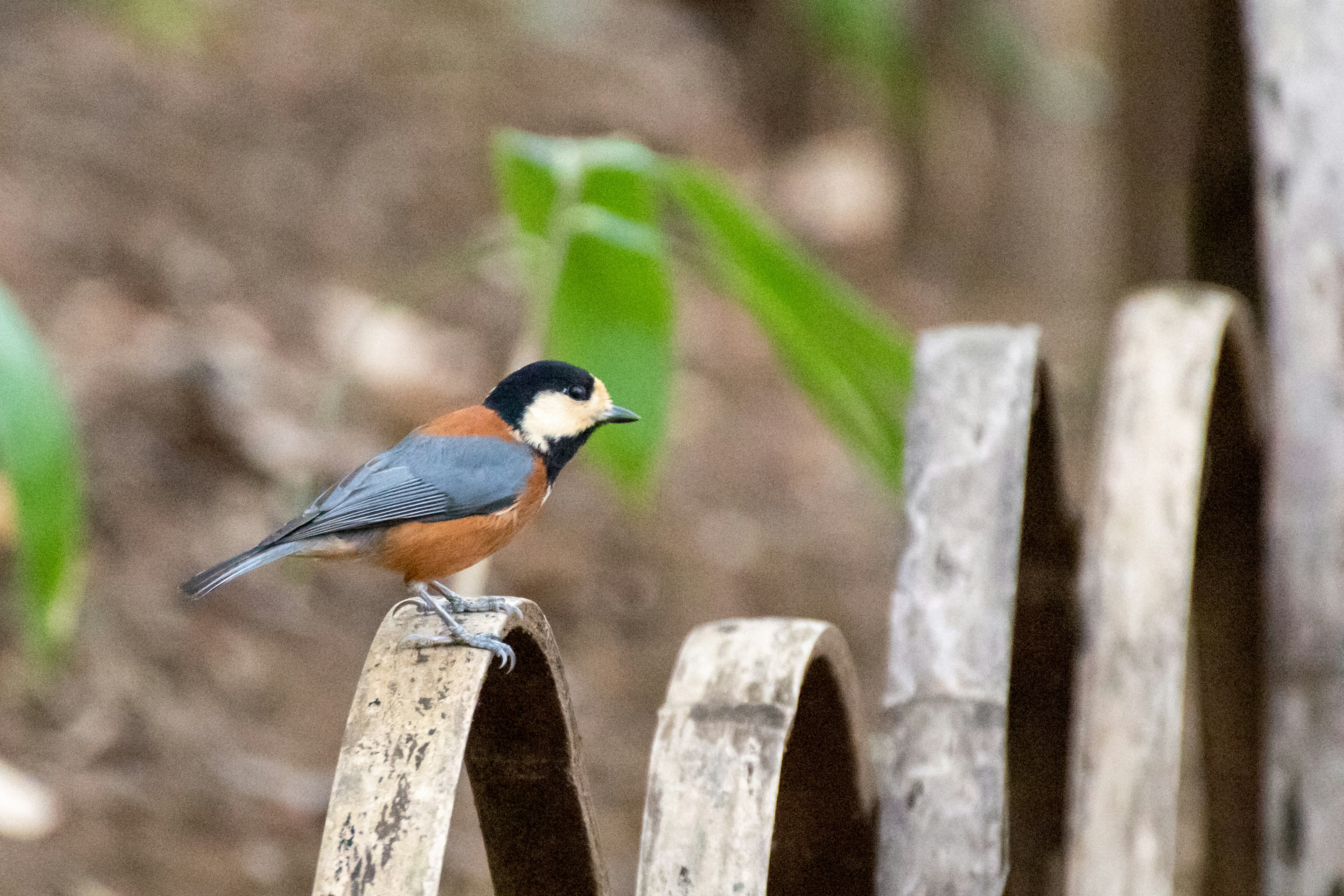 Un petit oiseau coloré perché sur une clôture en bois