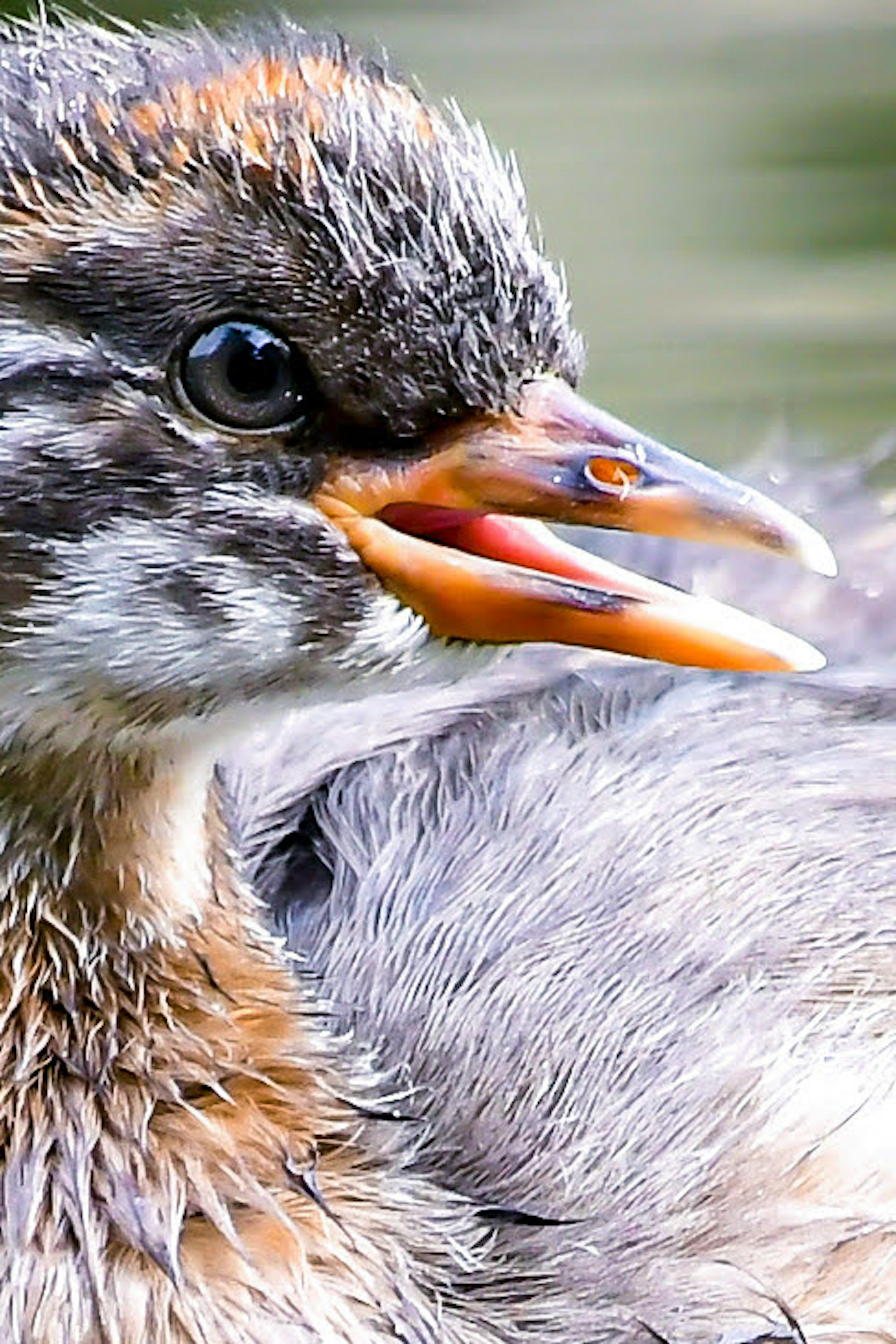 Close-up of a small bird's face featuring gray and brown feathers large black eye and orange beak