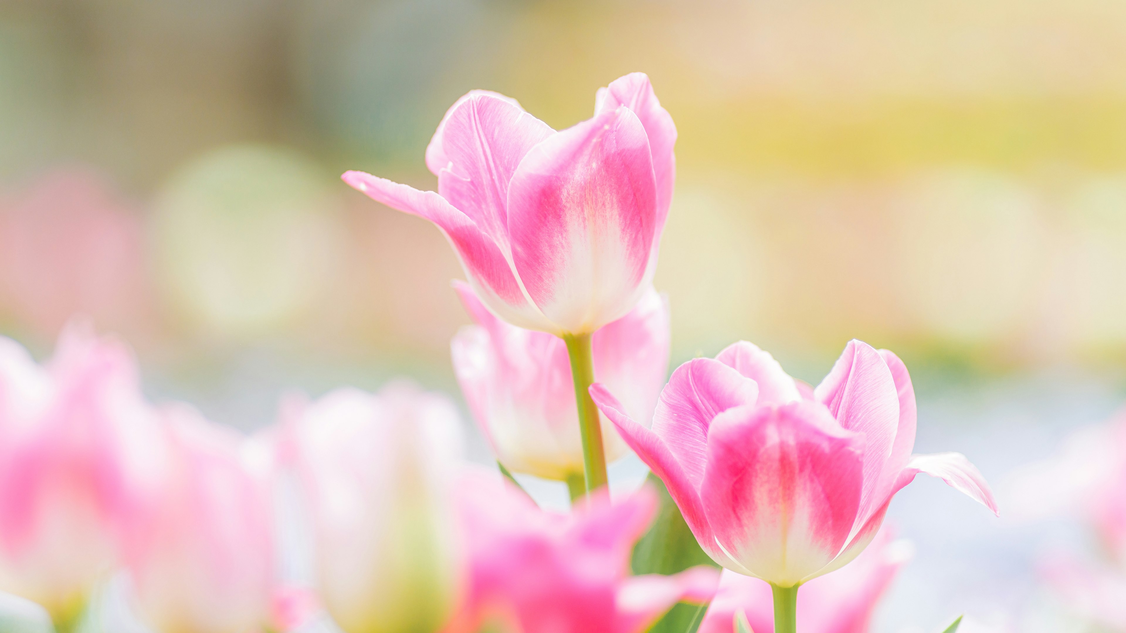 Soft pink tulip flowers blooming in a garden