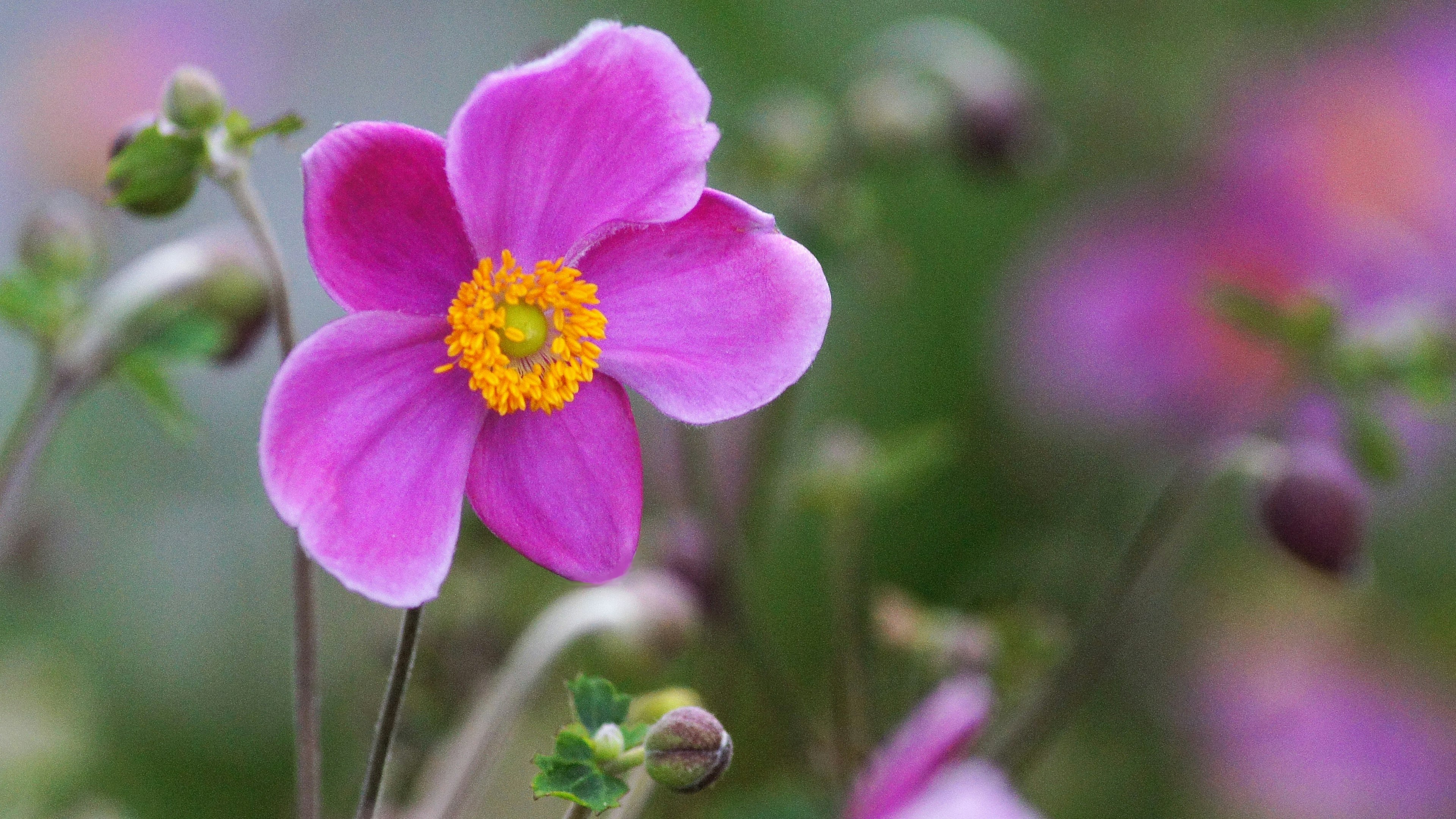 鮮豔的粉紅色花朵和黃色中心的銀蓮花