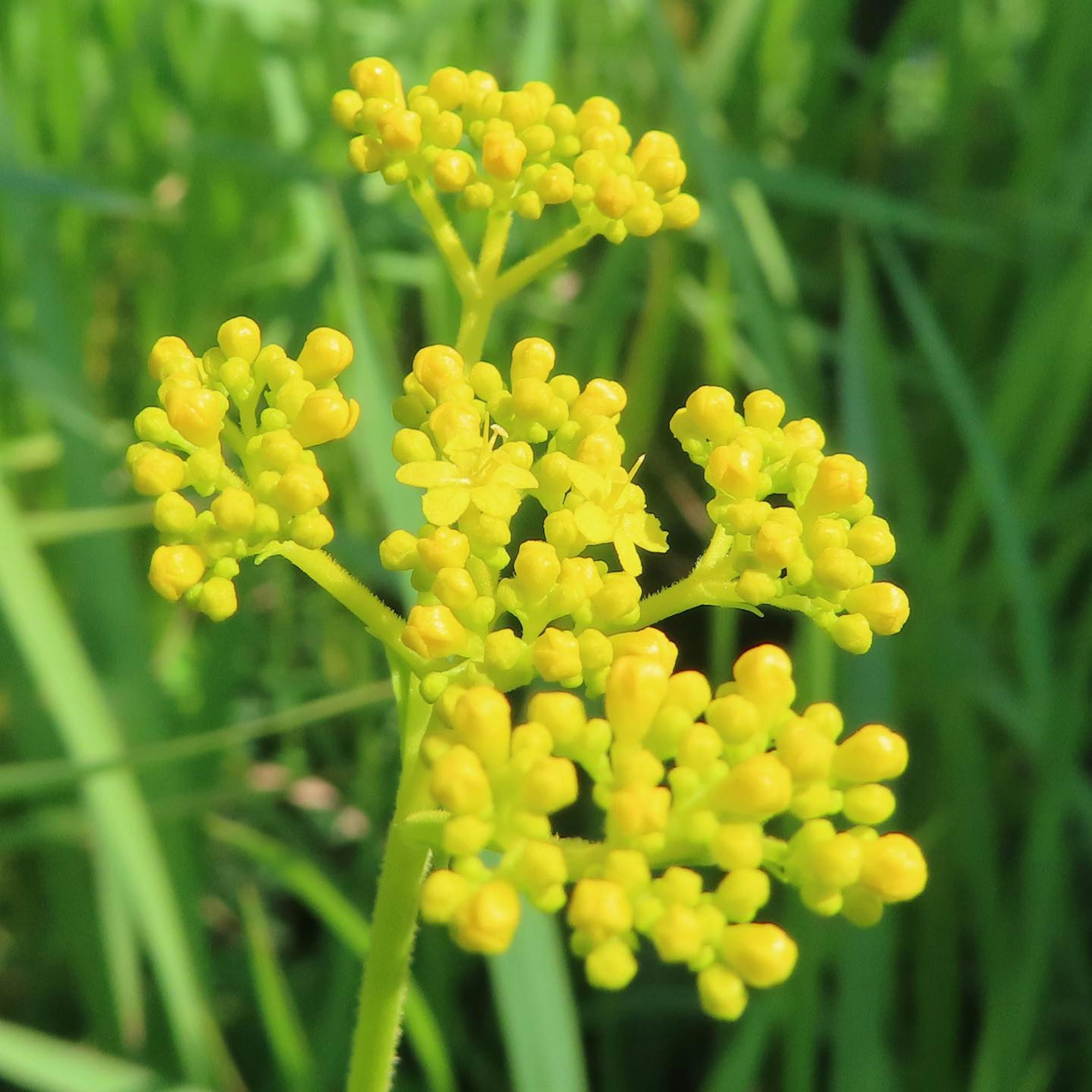 Close-up of a plant with clusters of yellow flowers against a green background