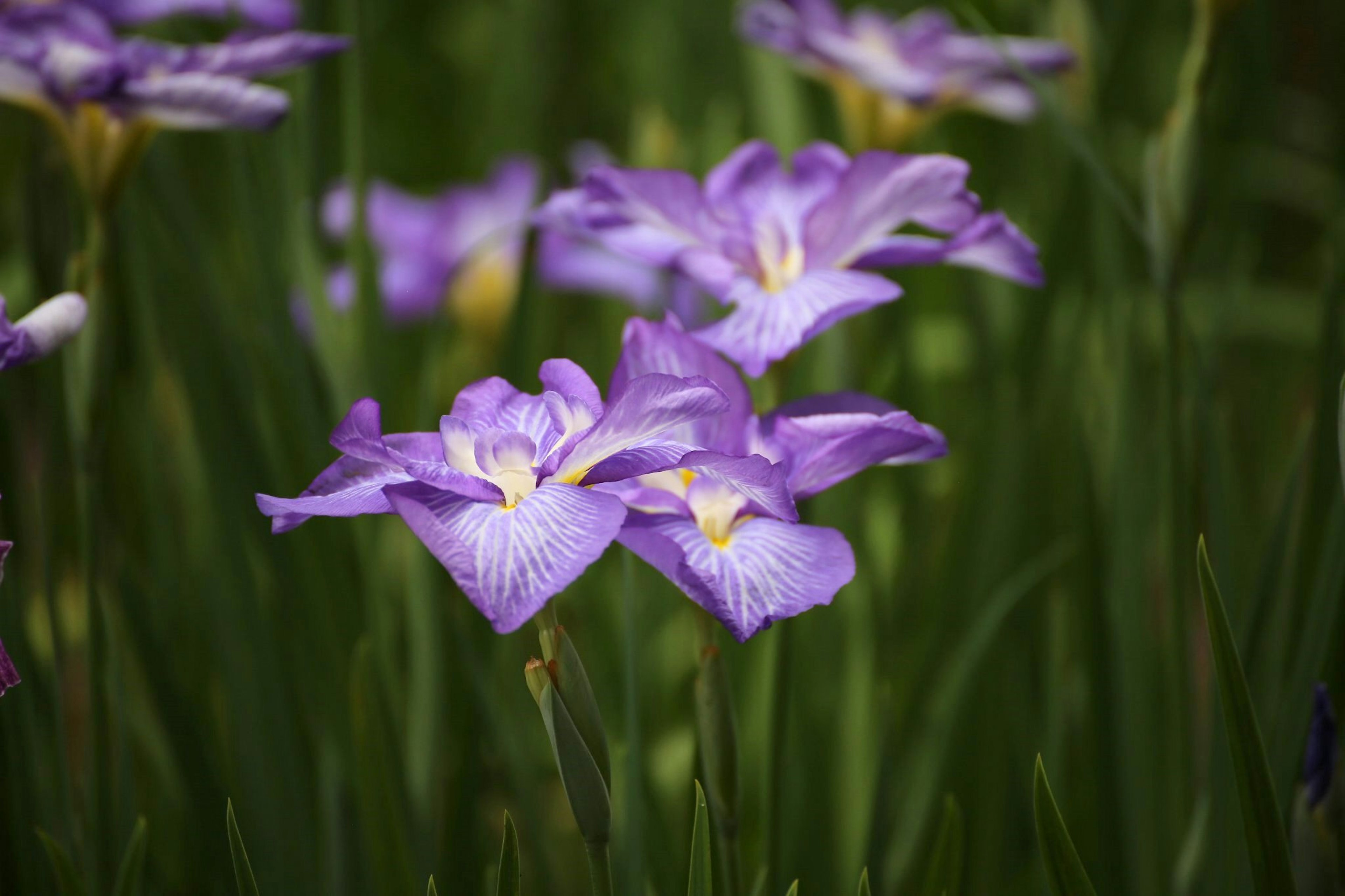 Fiori viola che sbocciano in un paesaggio erboso