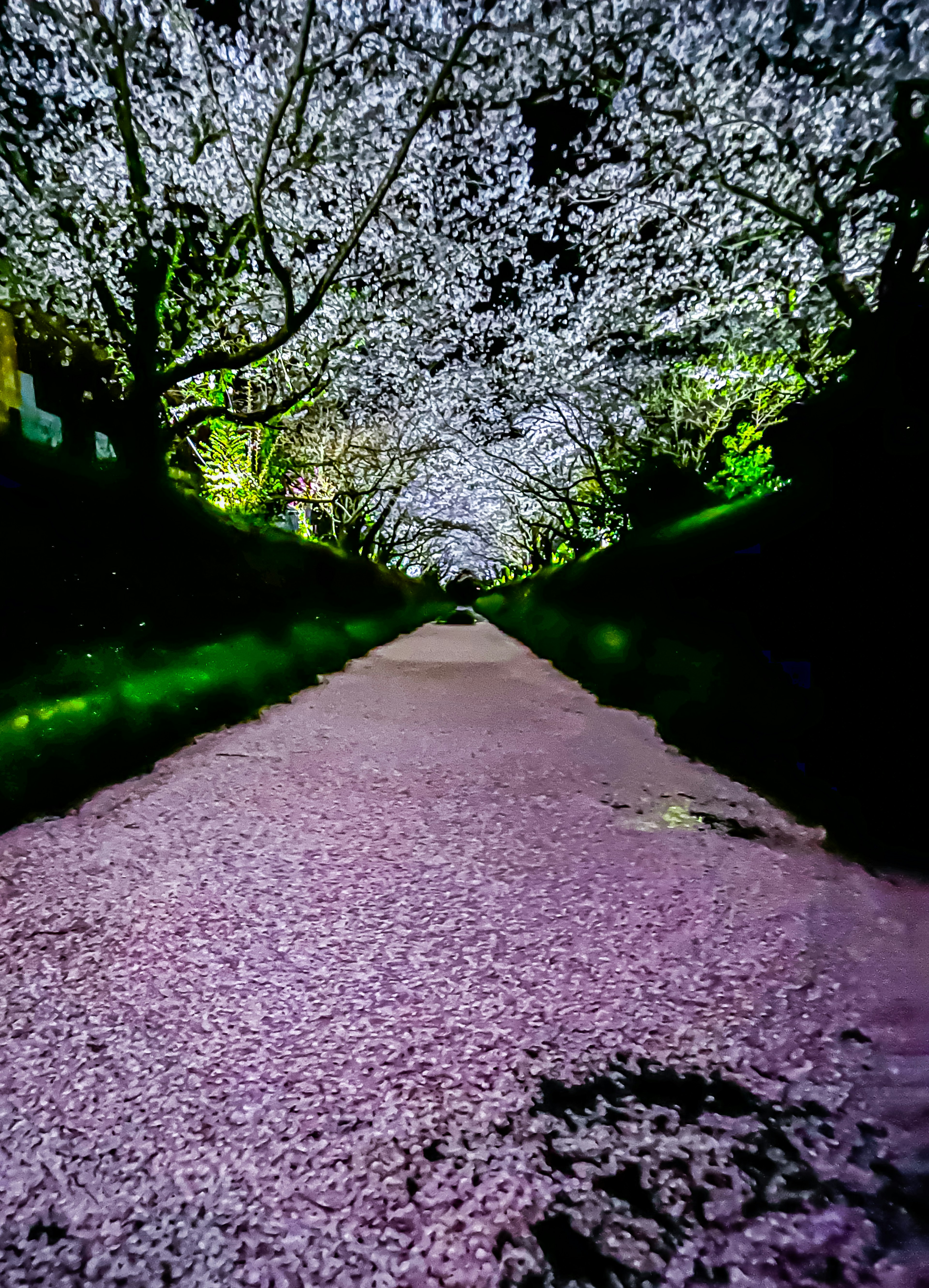 桜の花びらが散る道と満開の桜のトンネルの景色