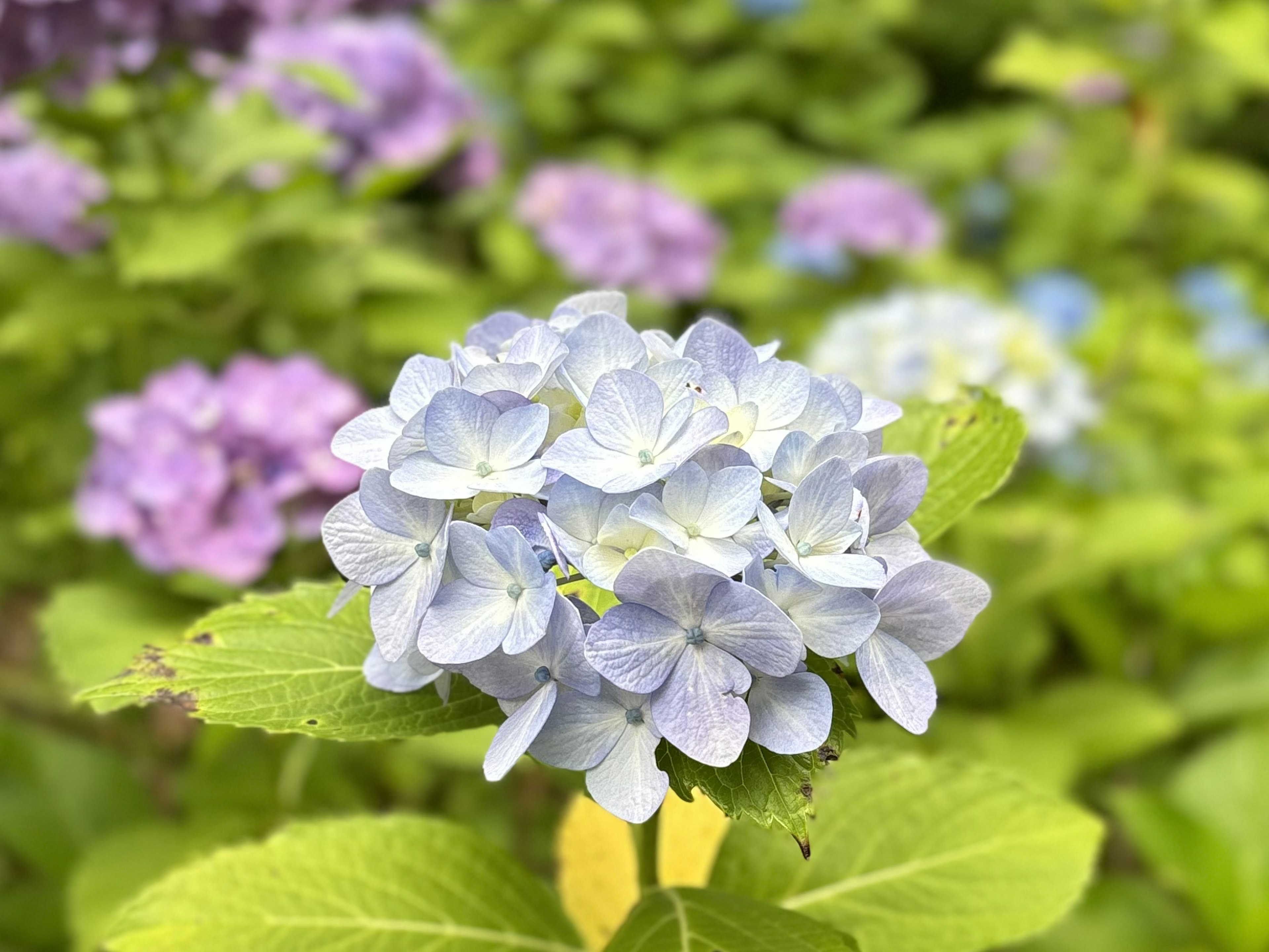 Flor de hortensia azul rodeada de hojas verdes