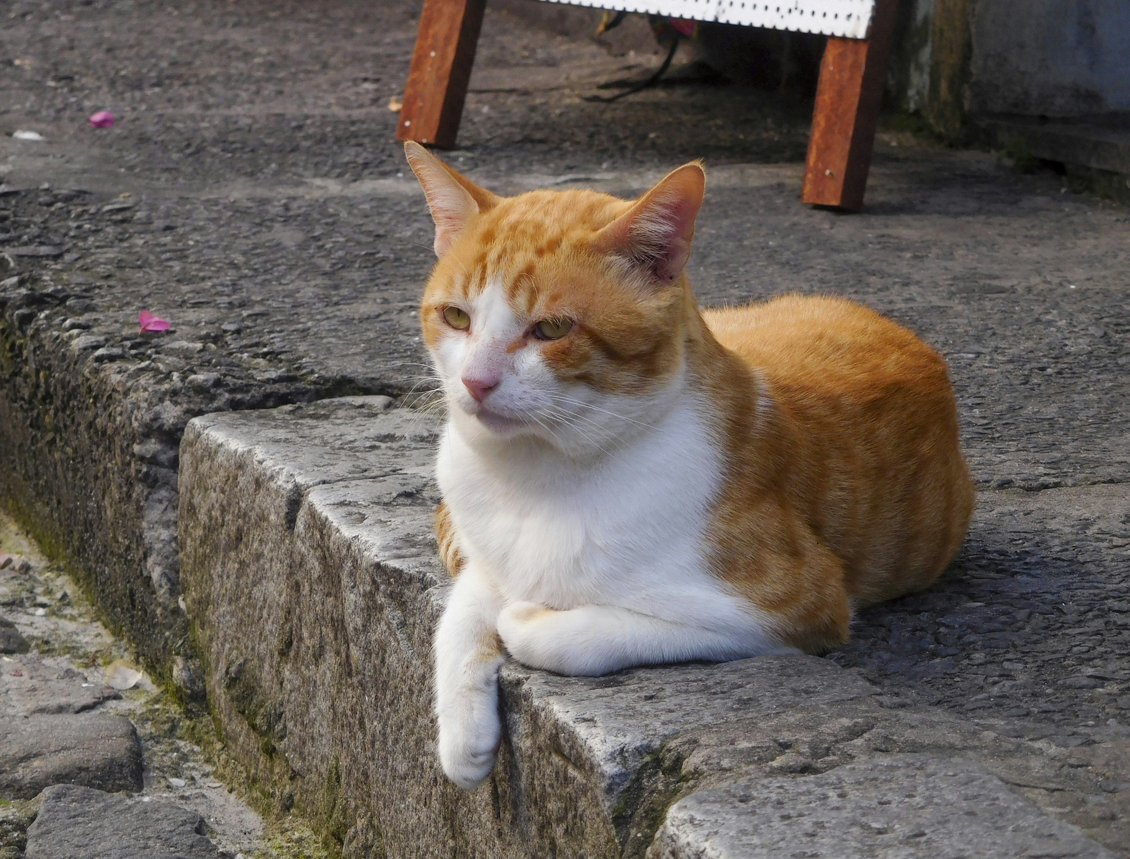 Kucing oranye dan putih bersantai di bawah sinar matahari