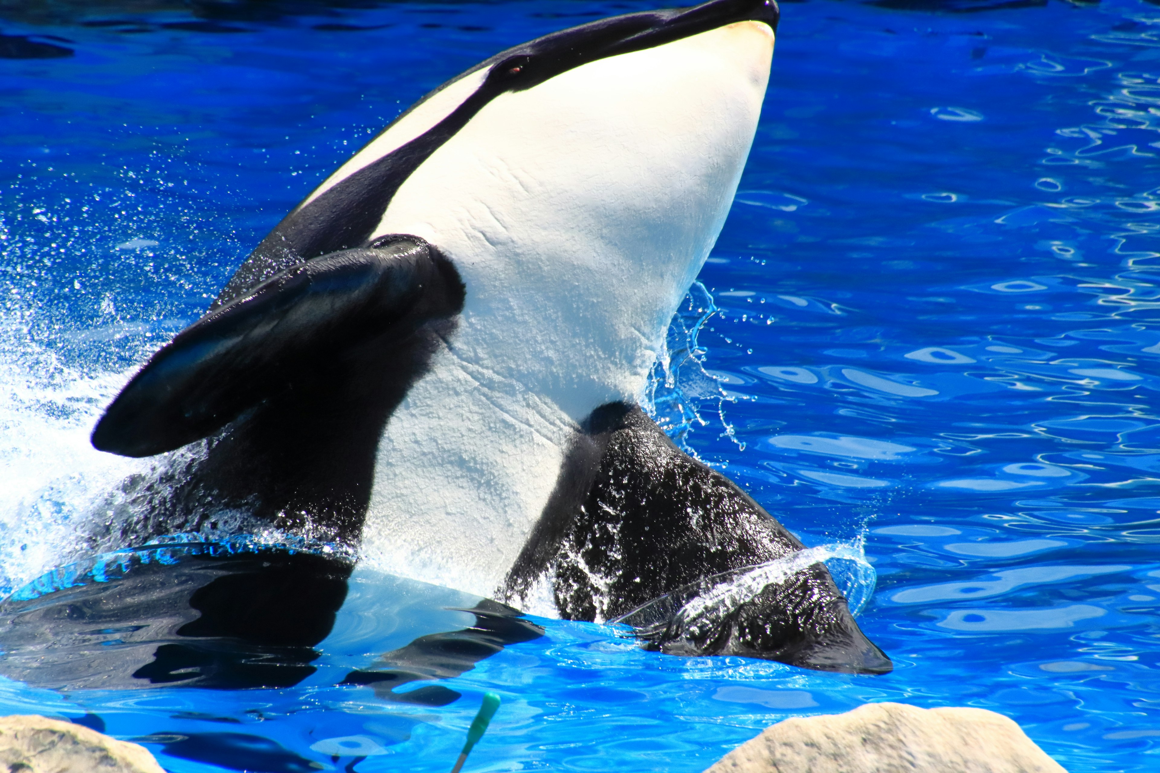 Orca breaching in blue water with rocks in the background