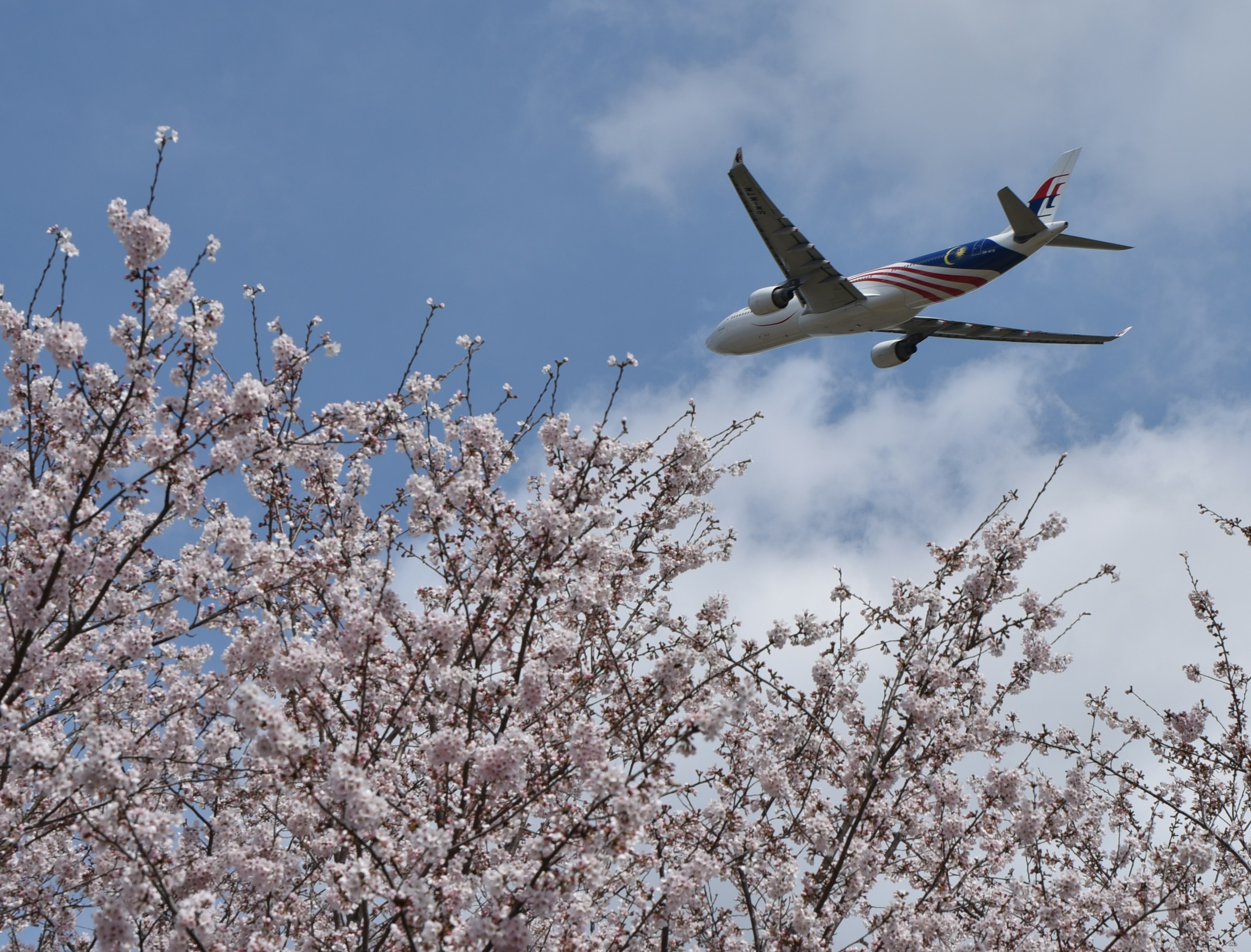 Un aereo che vola sopra alberi di ciliegio in fiore sotto un cielo blu