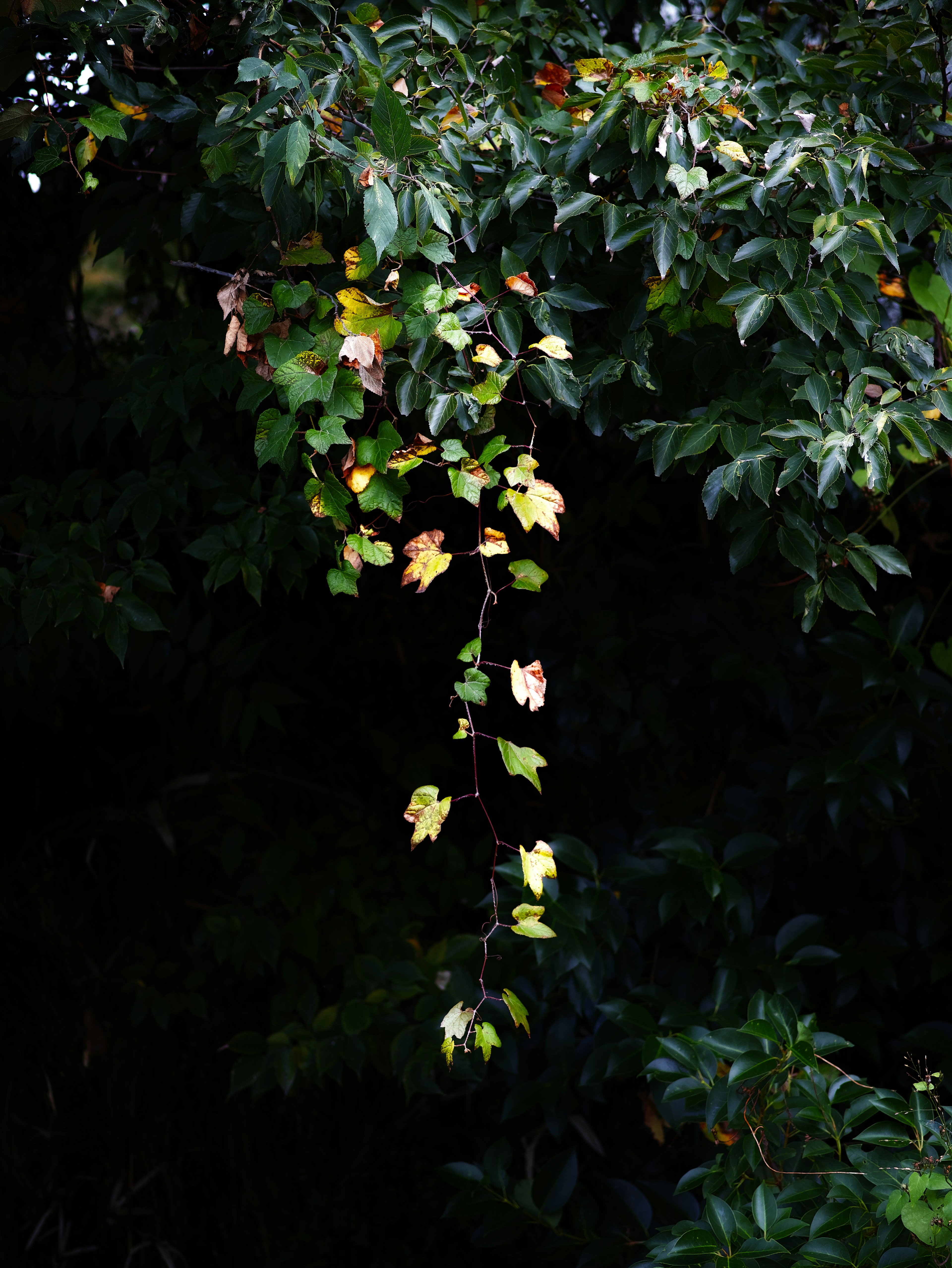 Green and yellow leaves hanging against a dark background