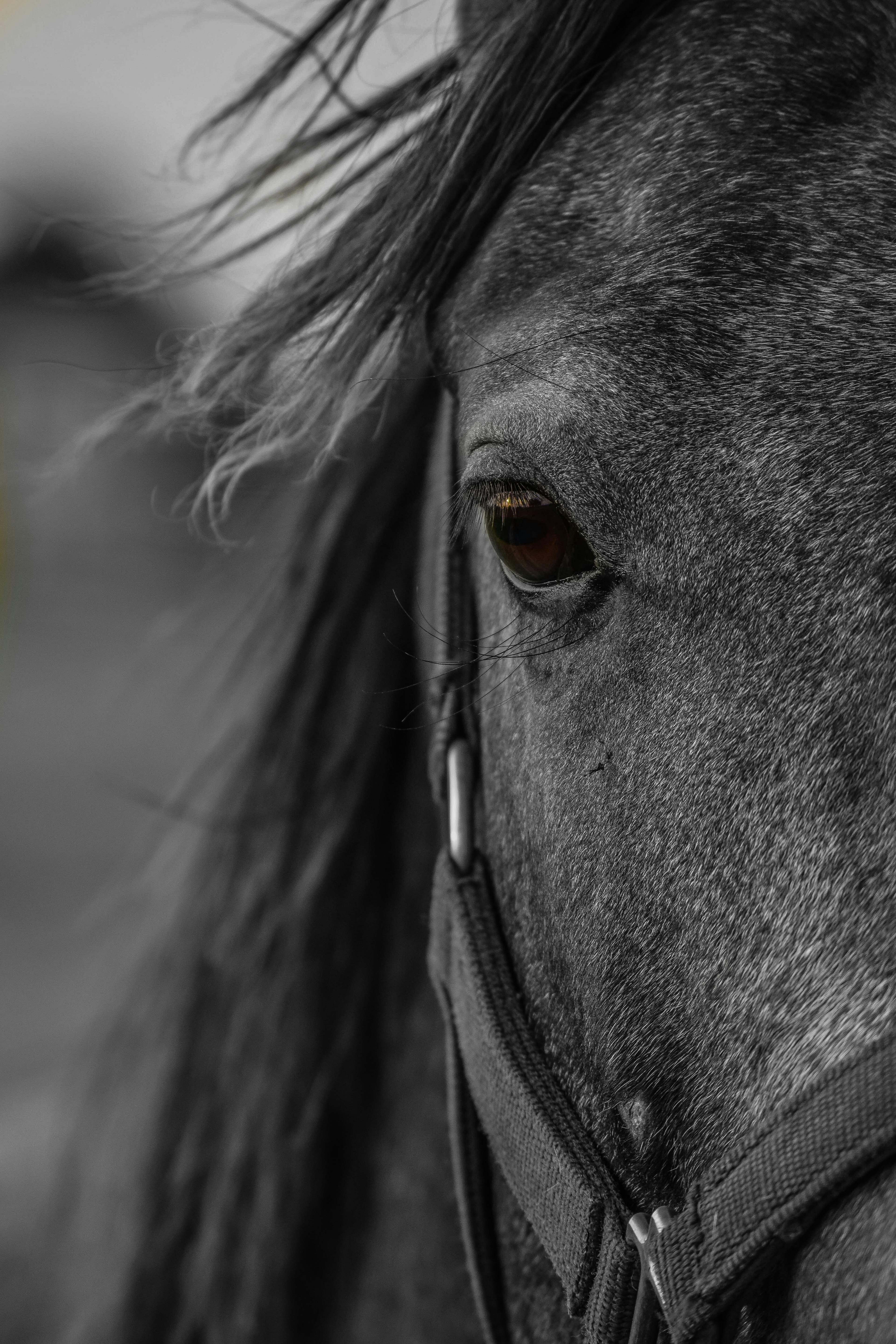 Primo piano dell'occhio e della criniera di un cavallo