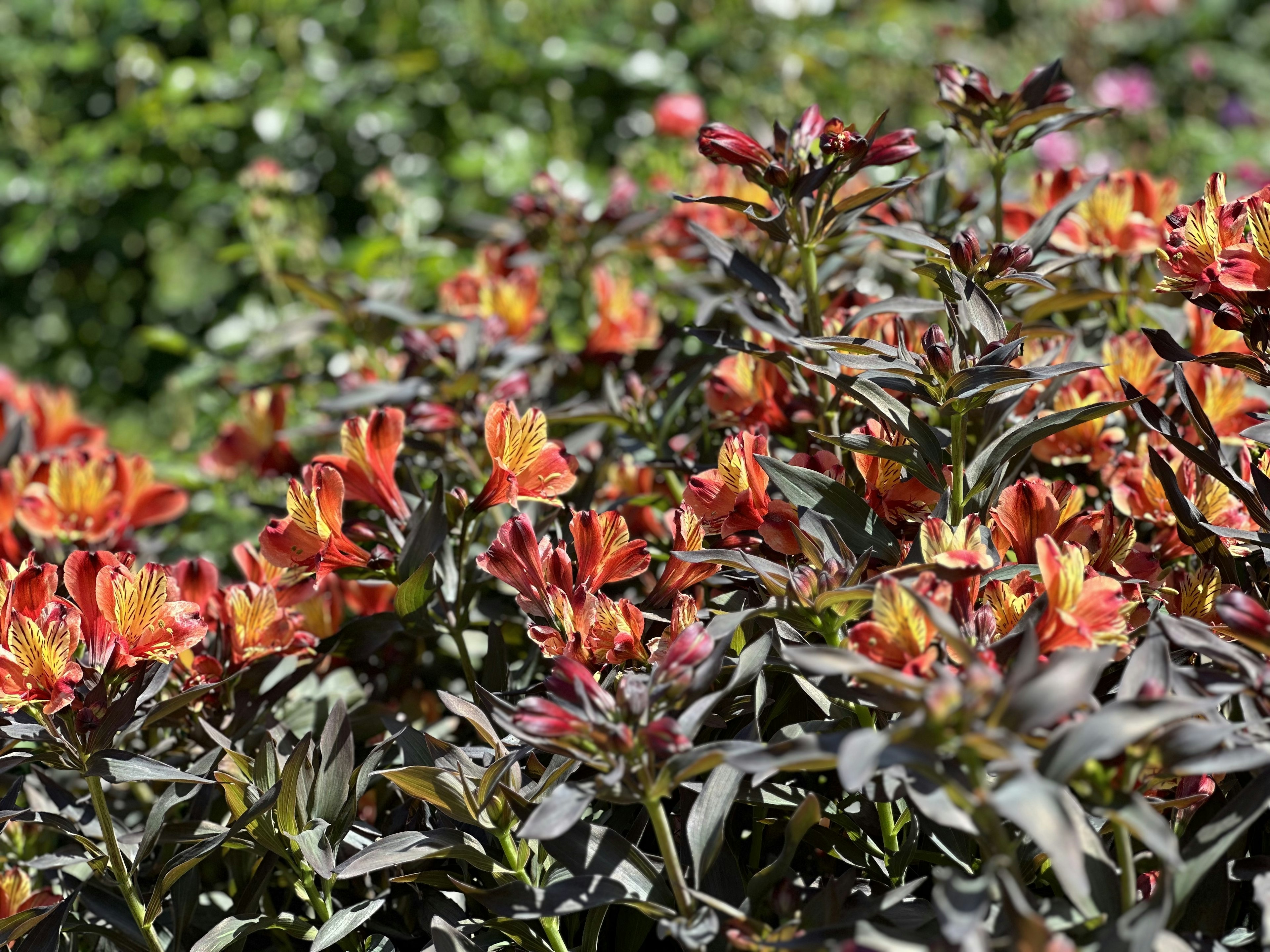 Vibrant clusters of orange and yellow flowers blooming among dark green foliage