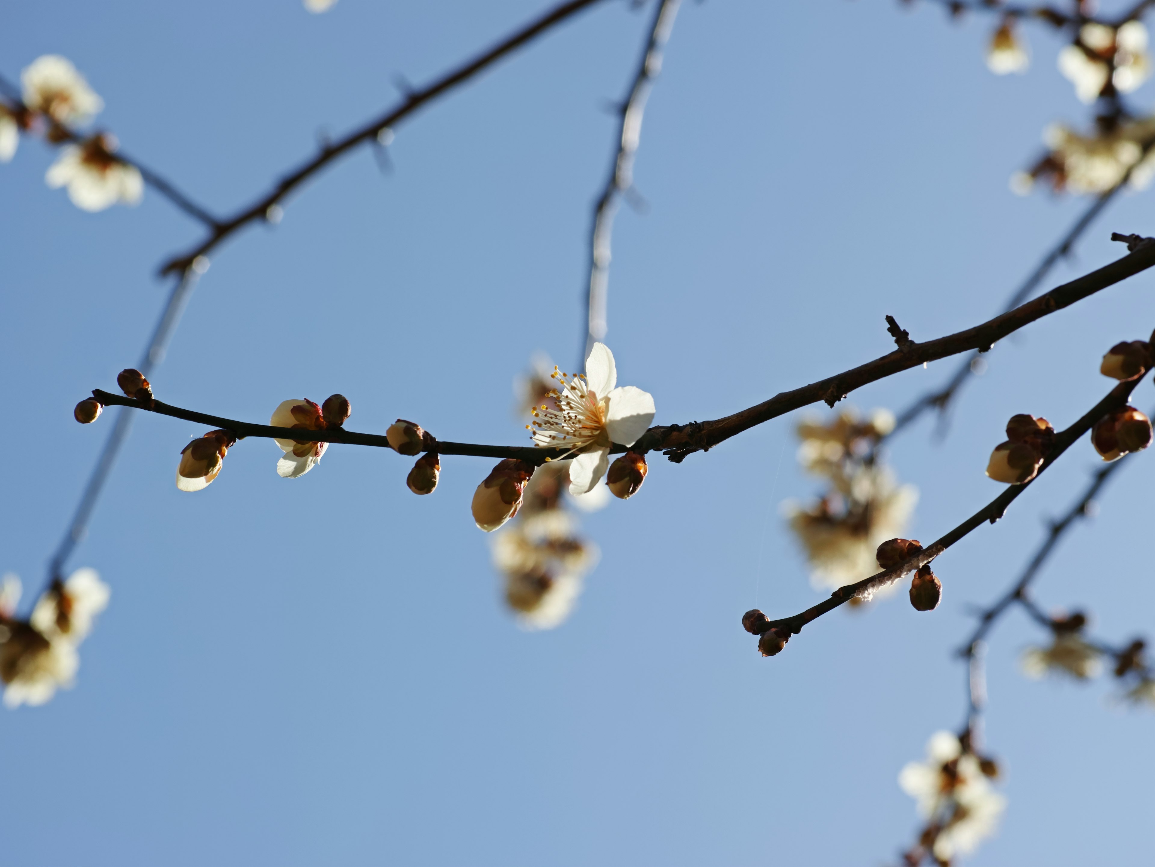 Branches with white flowers against a clear blue sky