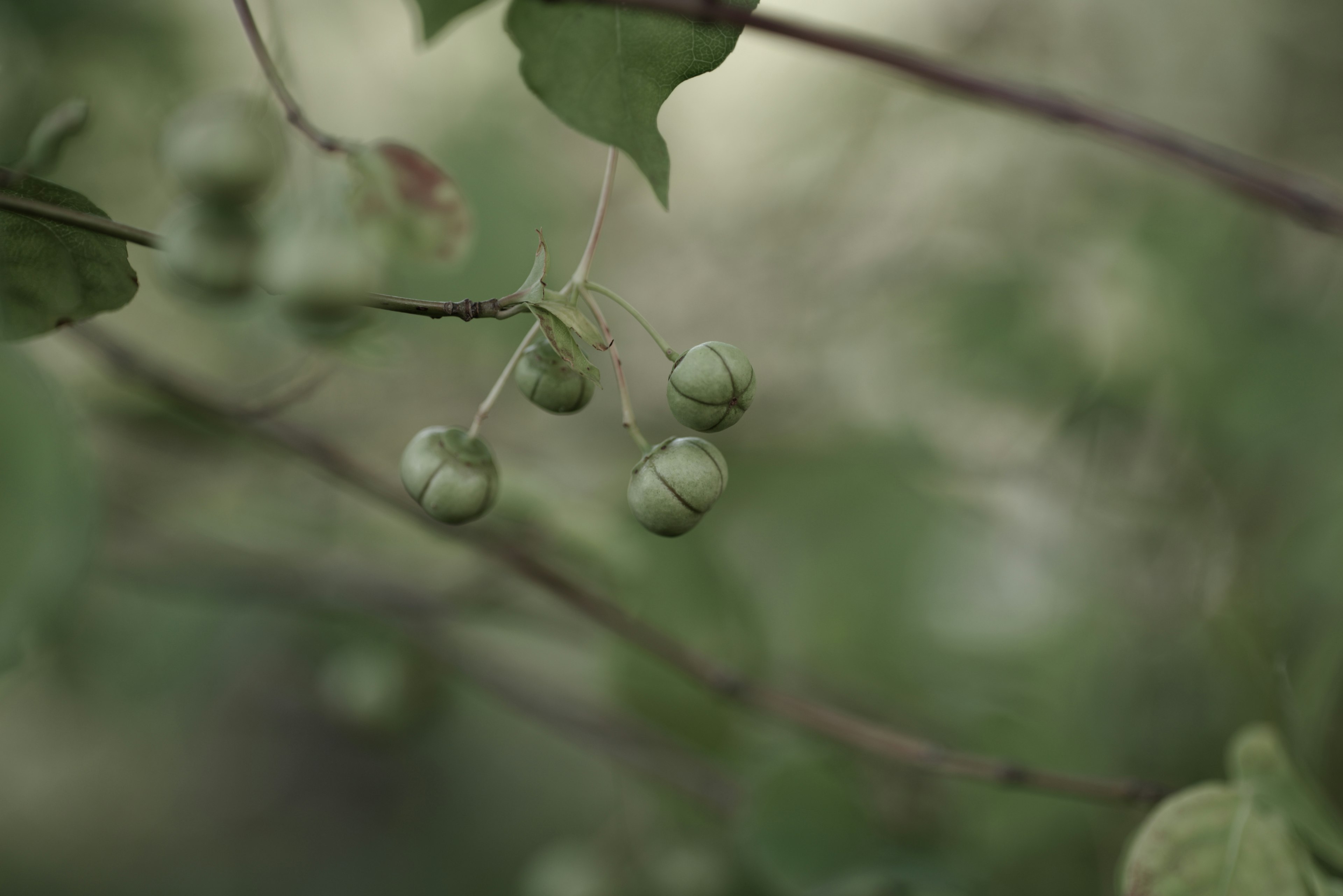 Primer plano de frutas verdes en ramas con fondo difuminado