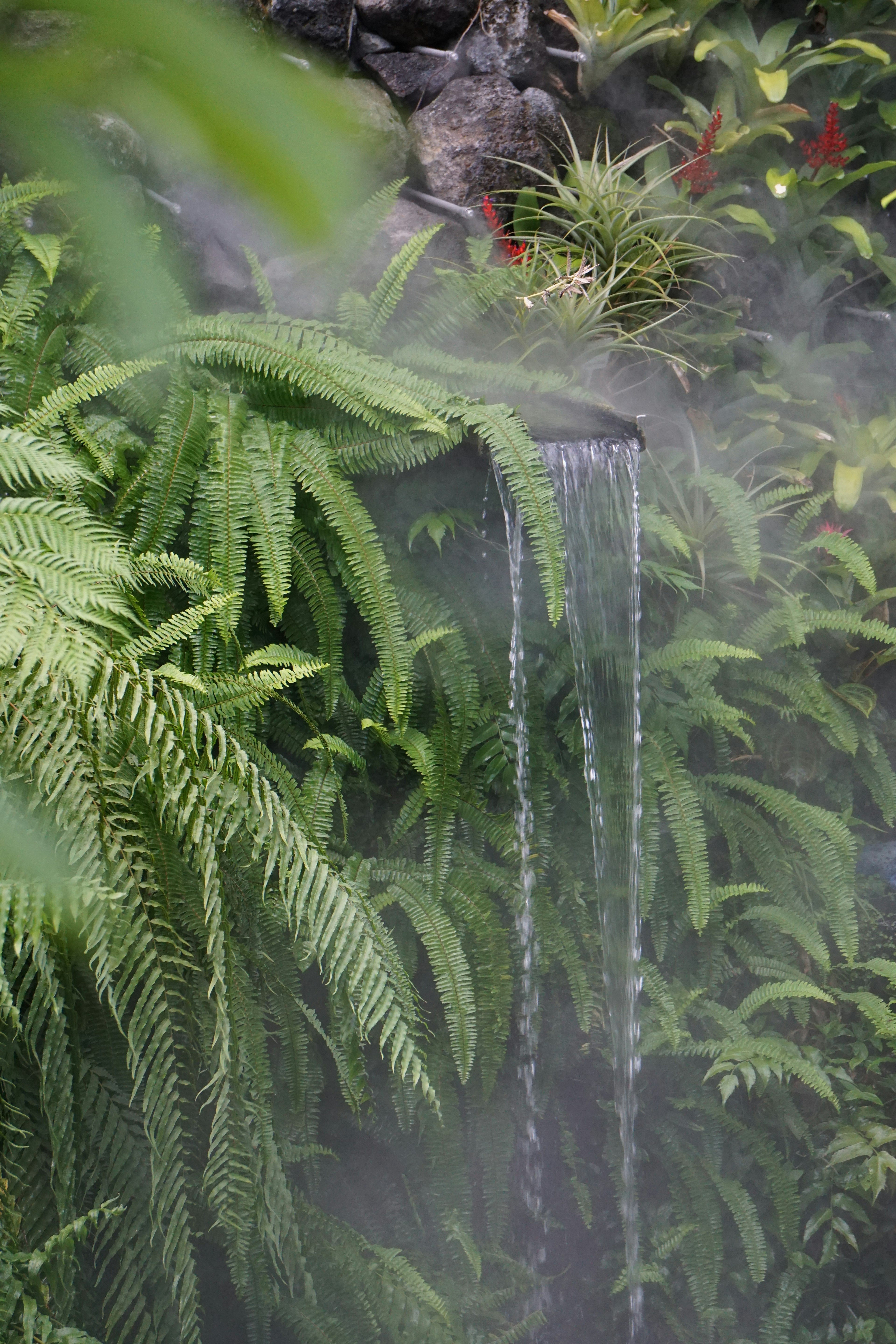 緑豊かなシダ植物の間から流れ落ちる水の滝と霧