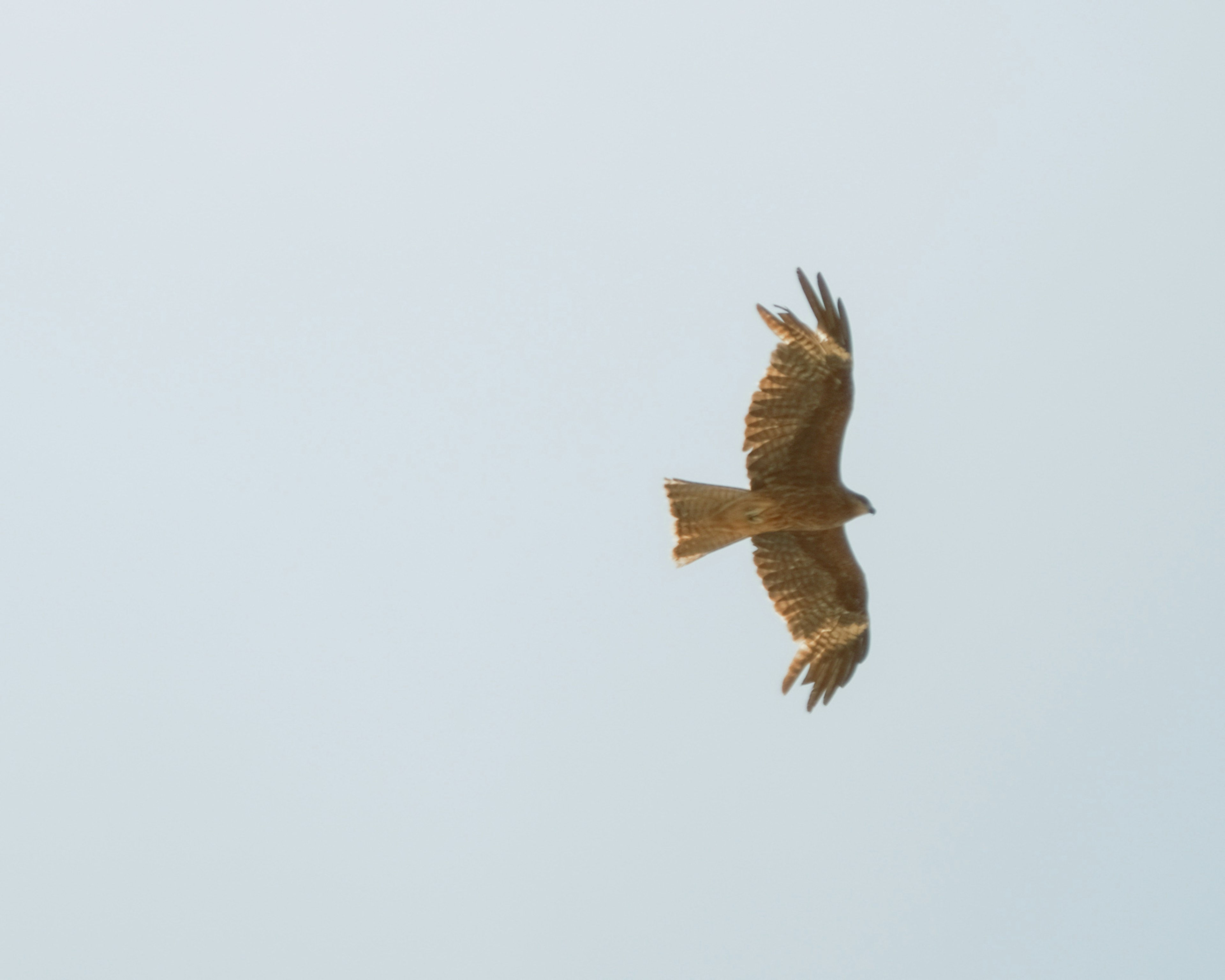 Bild eines braunen Falken, der am Himmel schwebt