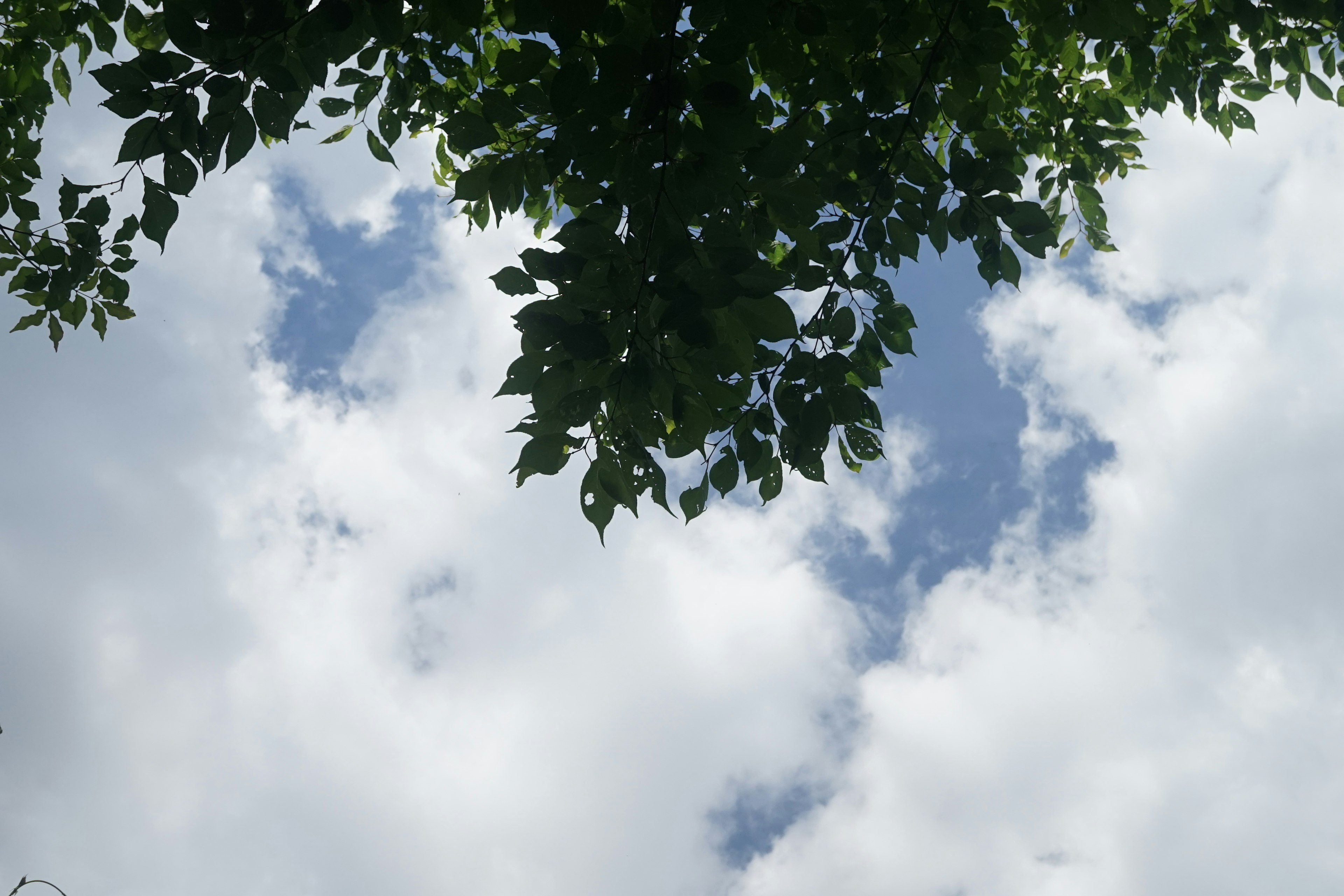 Hojas verdes enmarcando un cielo brillante con nubes blancas esponjosas