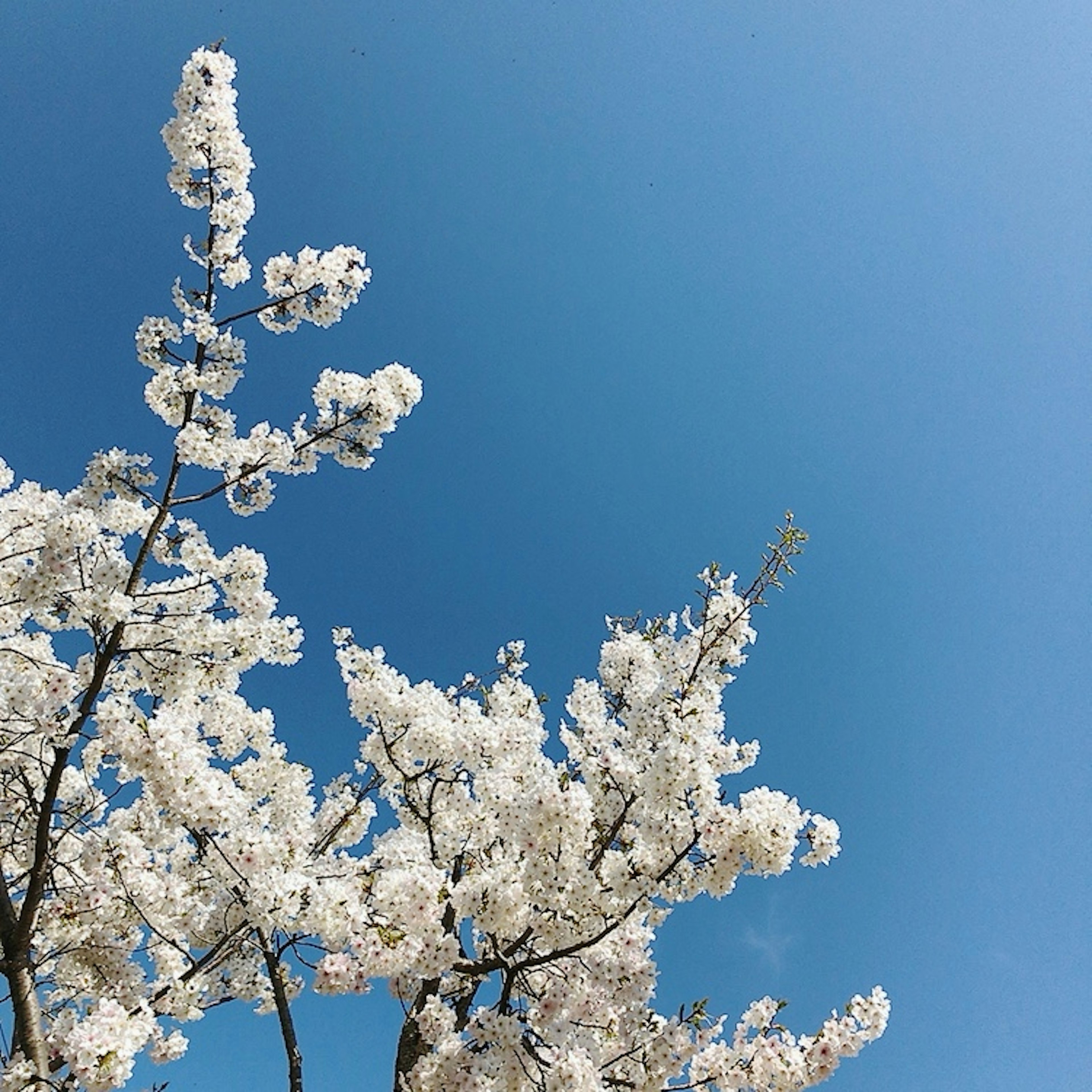 Branches of a tree with white flowers against a blue sky