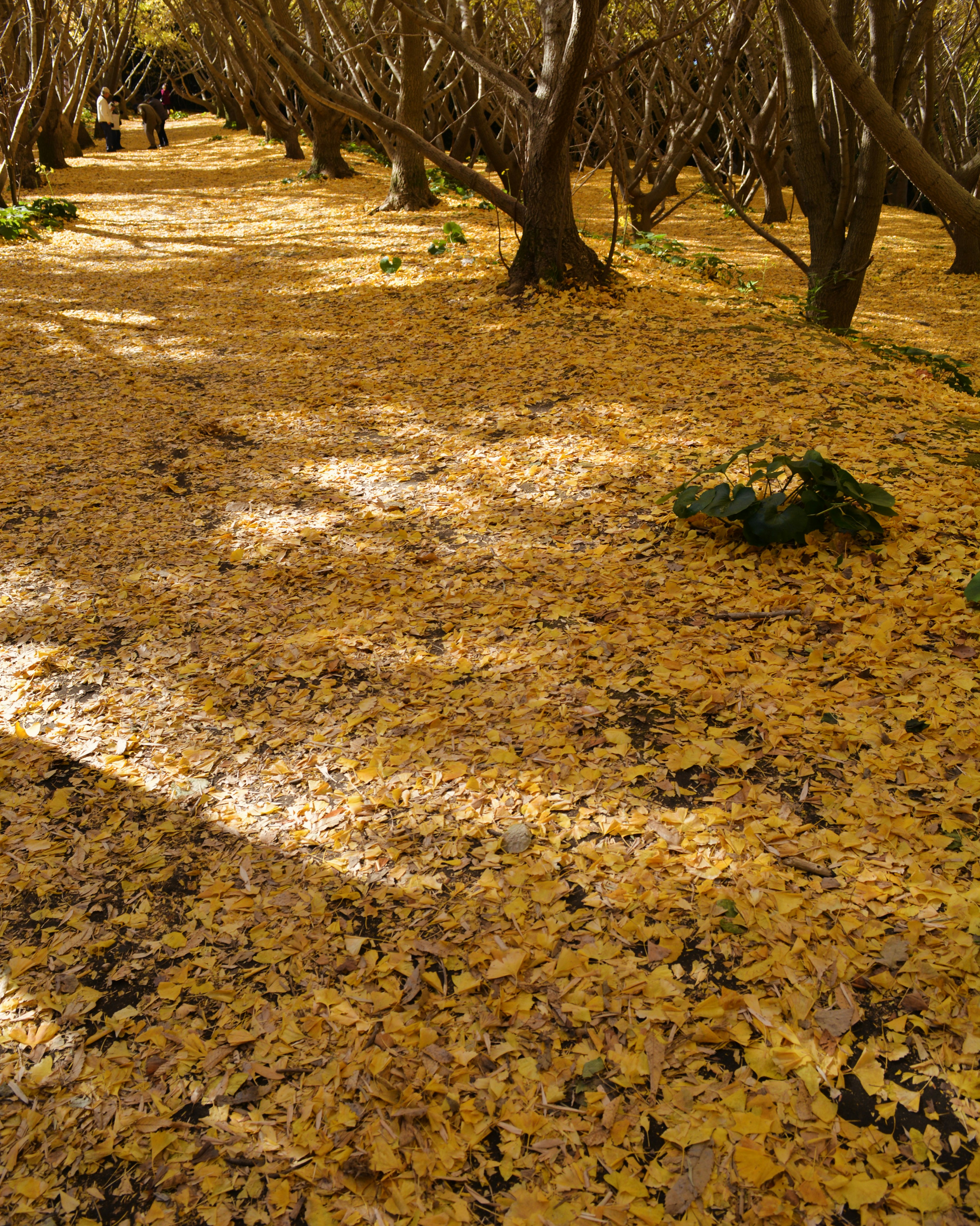 Sentier recouvert de feuilles jaunes entouré d'arbres en automne