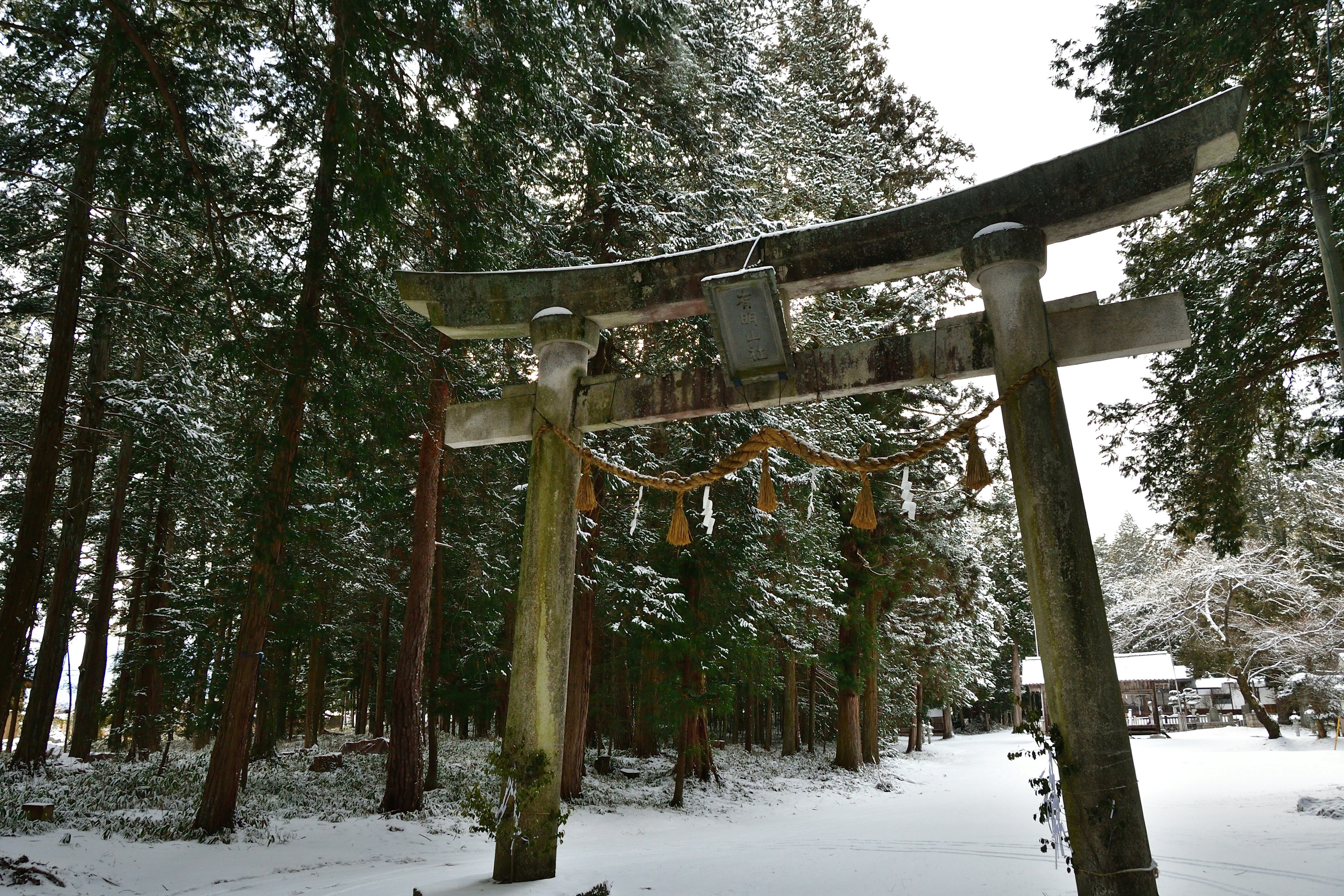 Puerta Torii en un bosque nevado rodeada de árboles