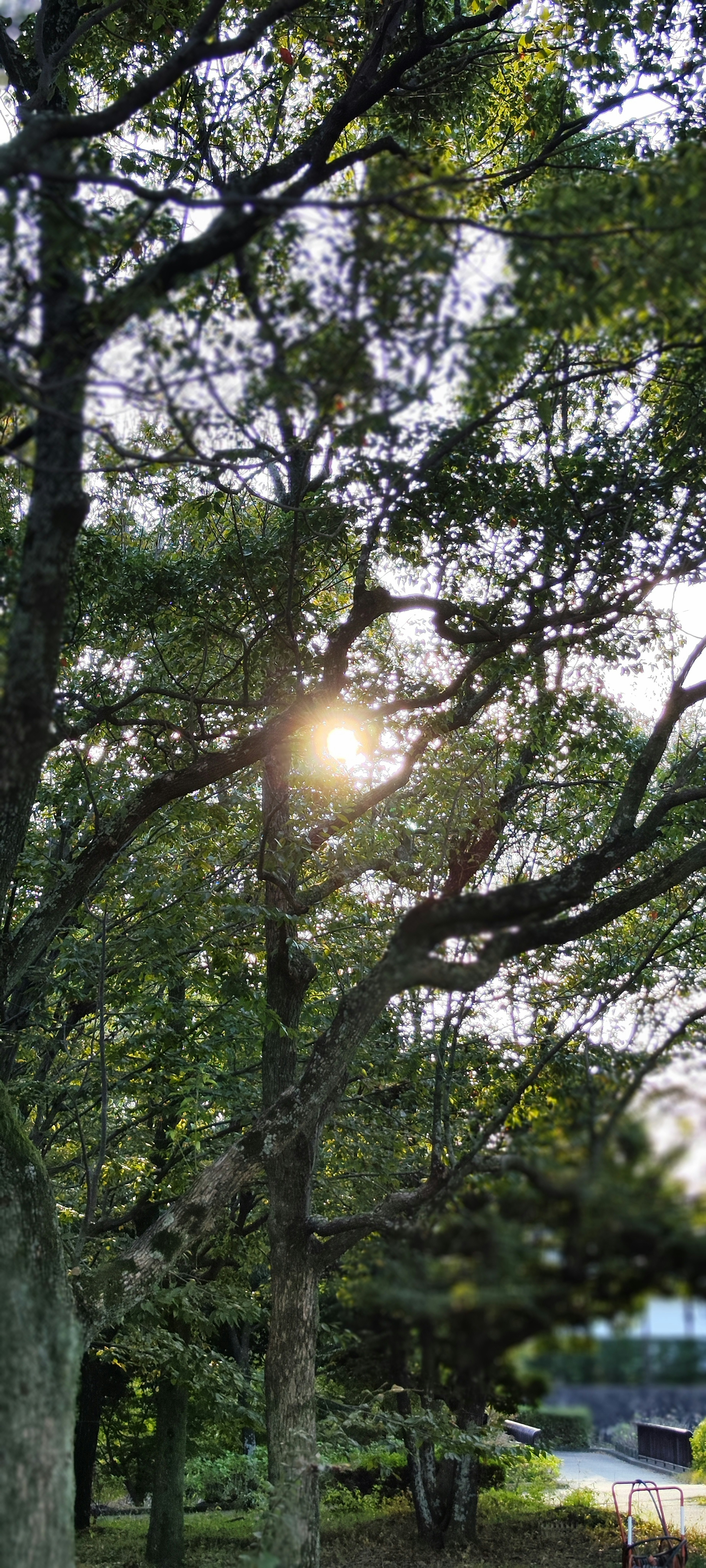 Foto che cattura la luce del sole che filtra tra gli alberi