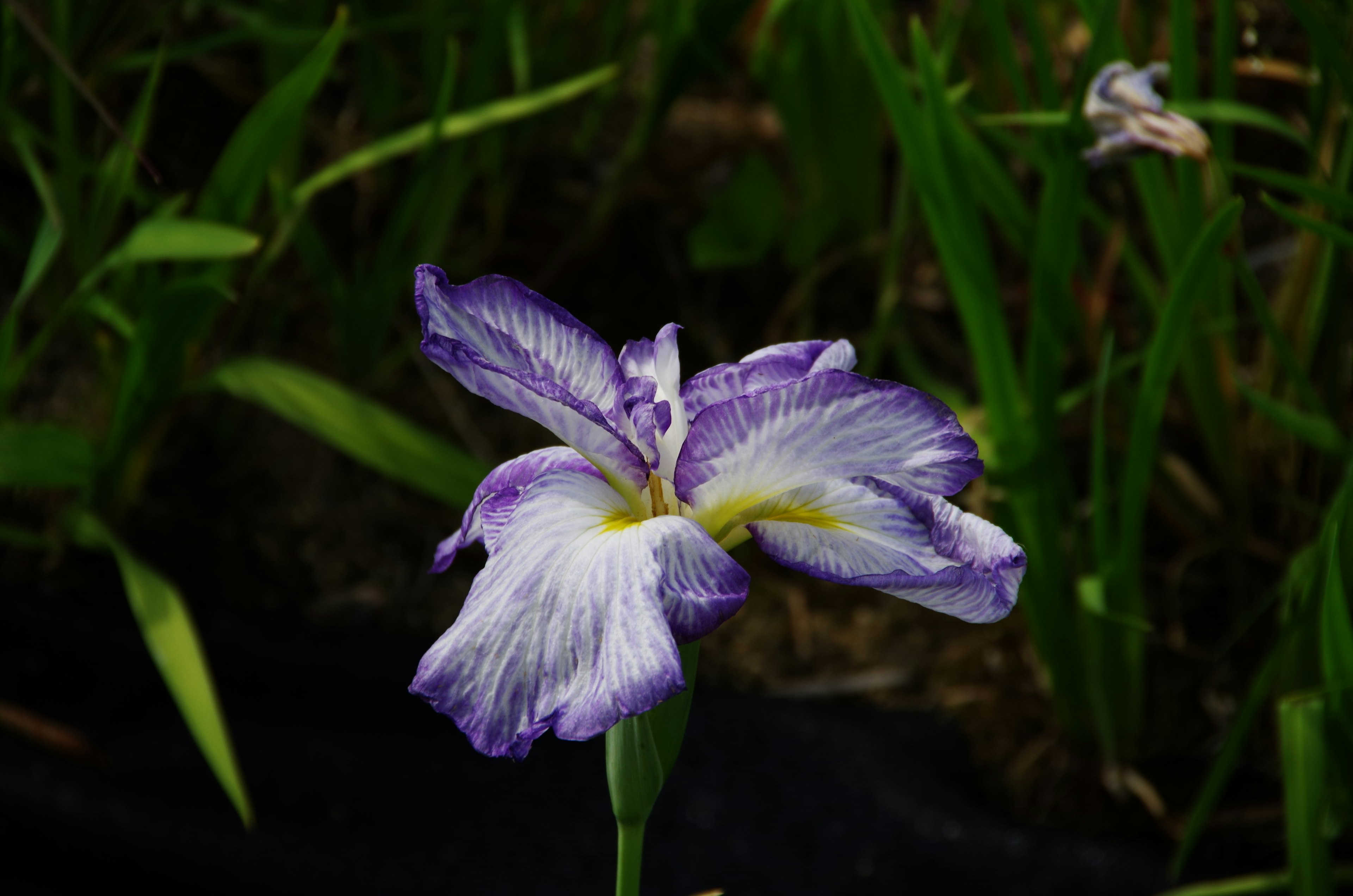 Bunga iris dengan kelopak ungu dan pusat kuning mekar di antara daun hijau