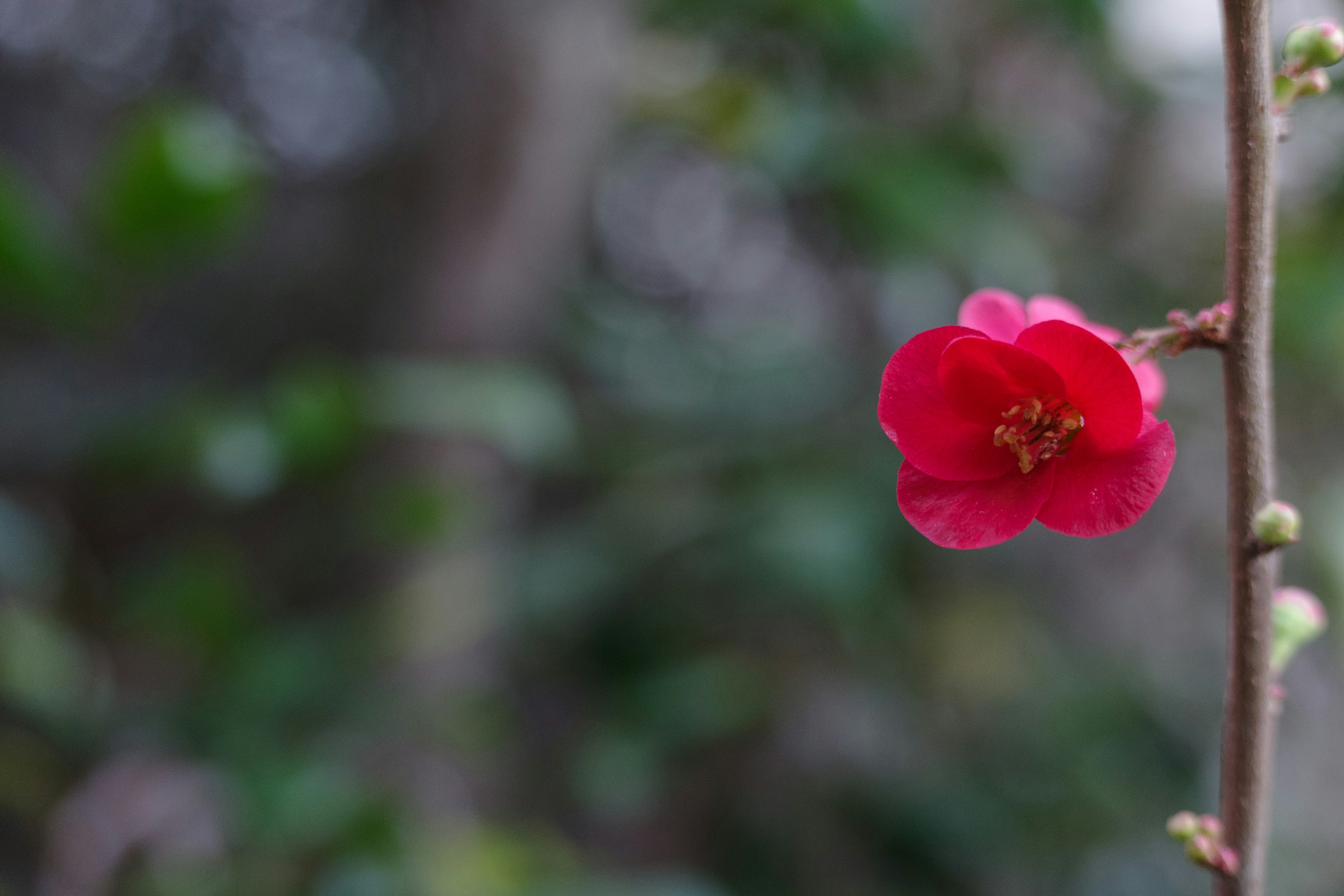 一朵鮮豔的紅花在模糊的綠色背景中顯得突出