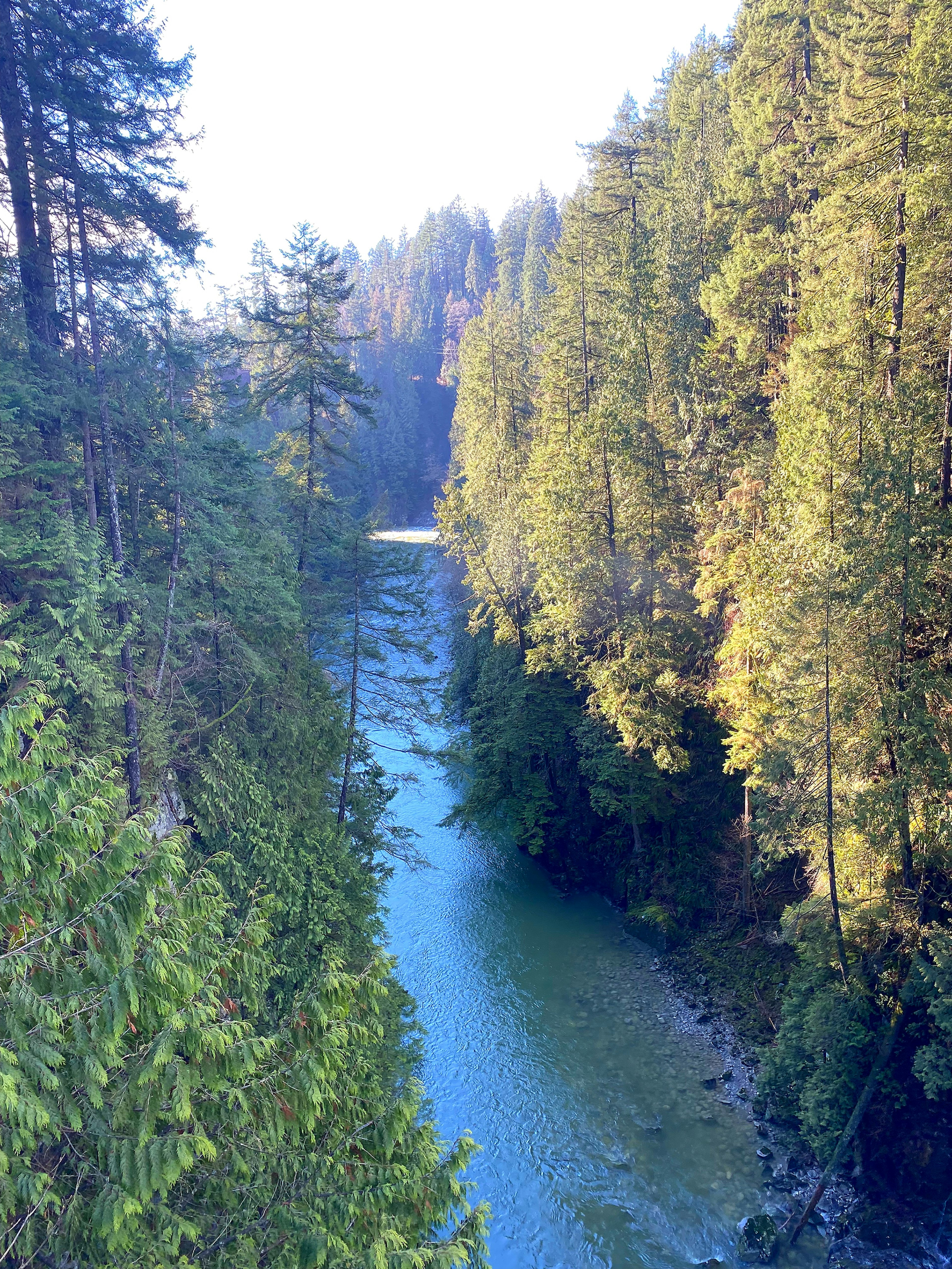 Naturlandschaft mit einem grünen Fluss, umgeben von Bäumen